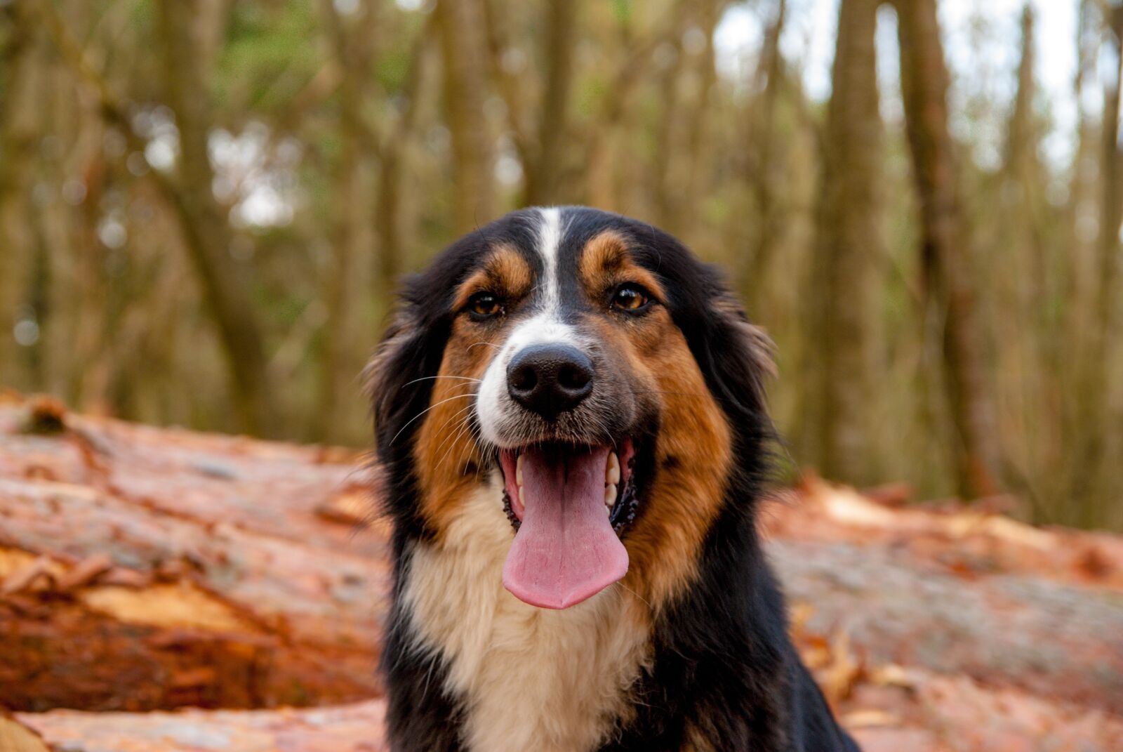 Nikon D80 sample photo. Dog, animal, nature photography
