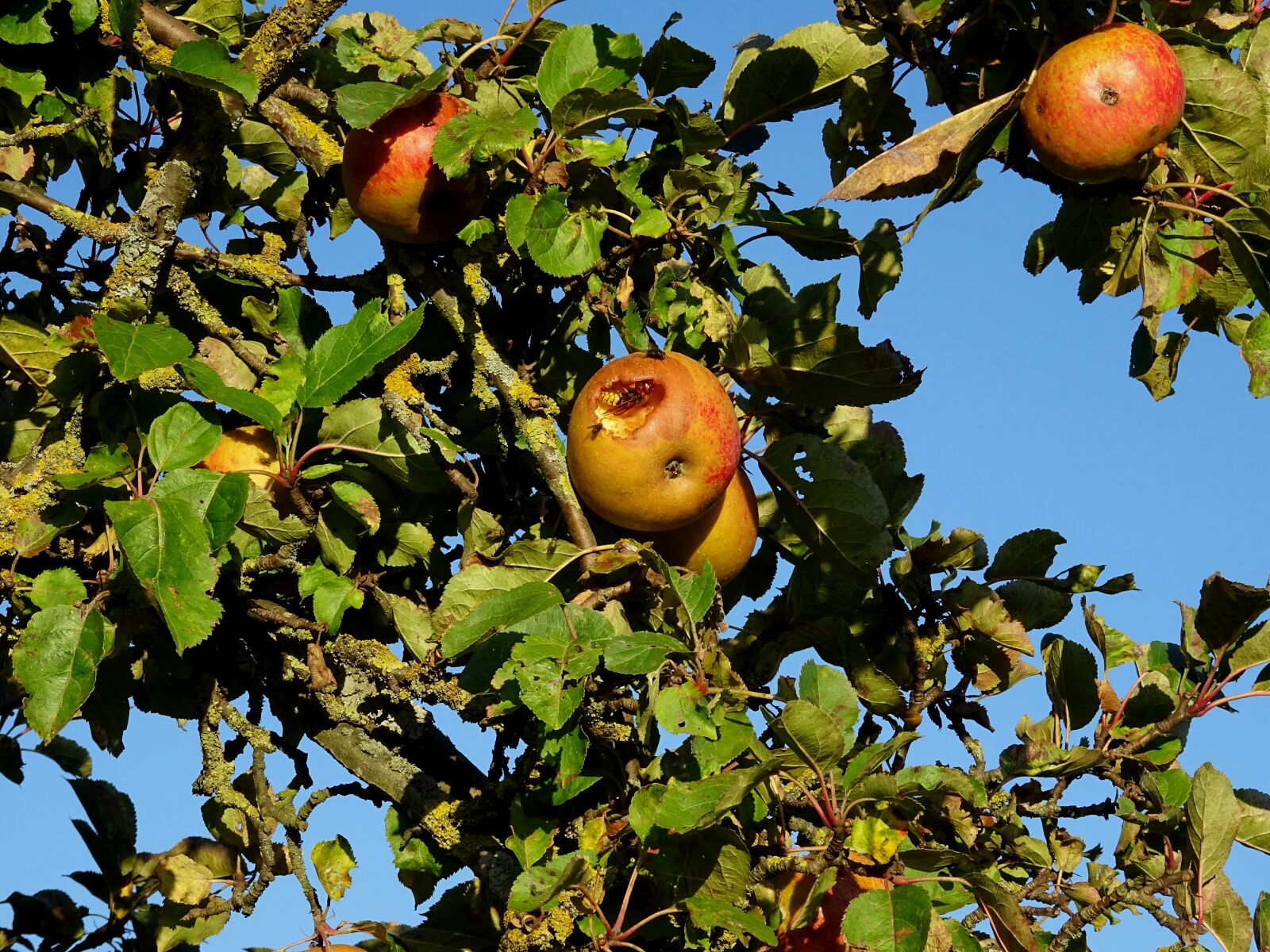 Sony DSC-HX60 sample photo. Apple tree, apple, wasp photography