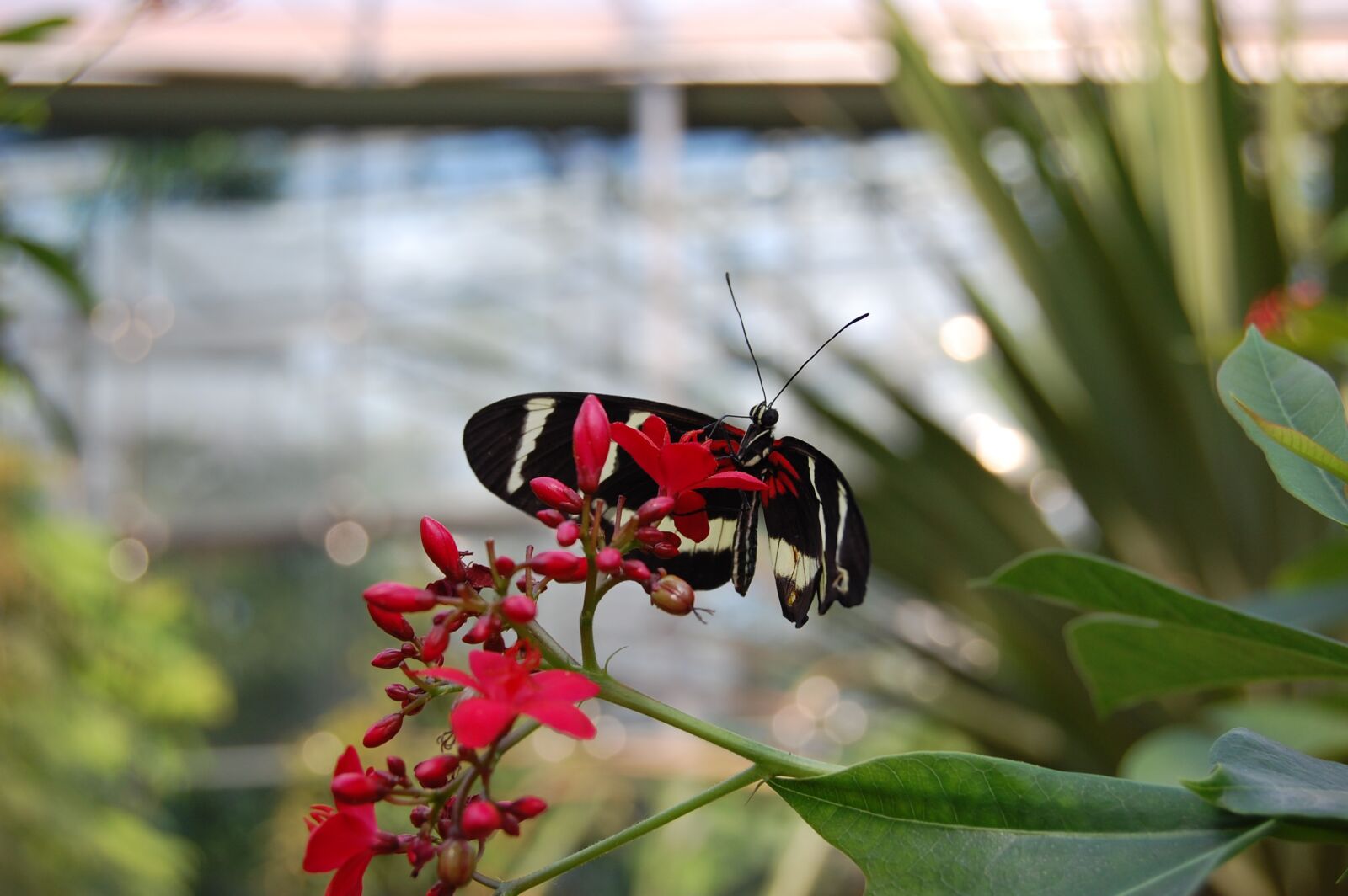 Nikon D40 sample photo. Butterfly, pollination, red flower photography