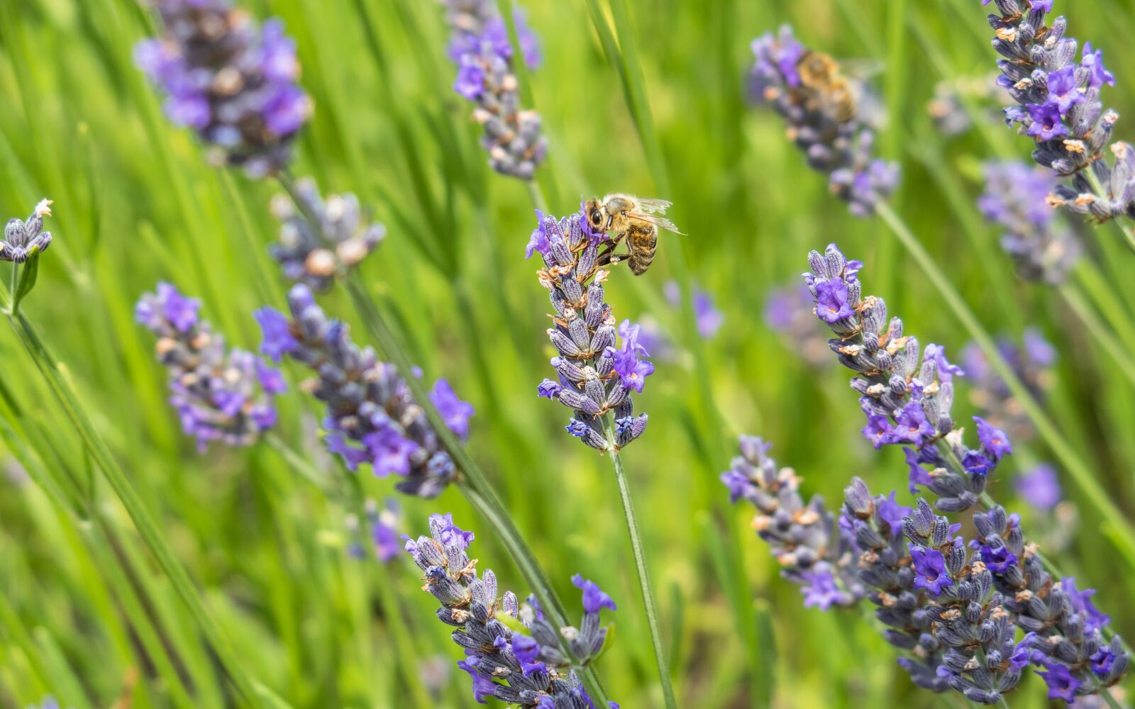 Canon PowerShot G3 X sample photo. Lavender, medicinal plant, bee photography