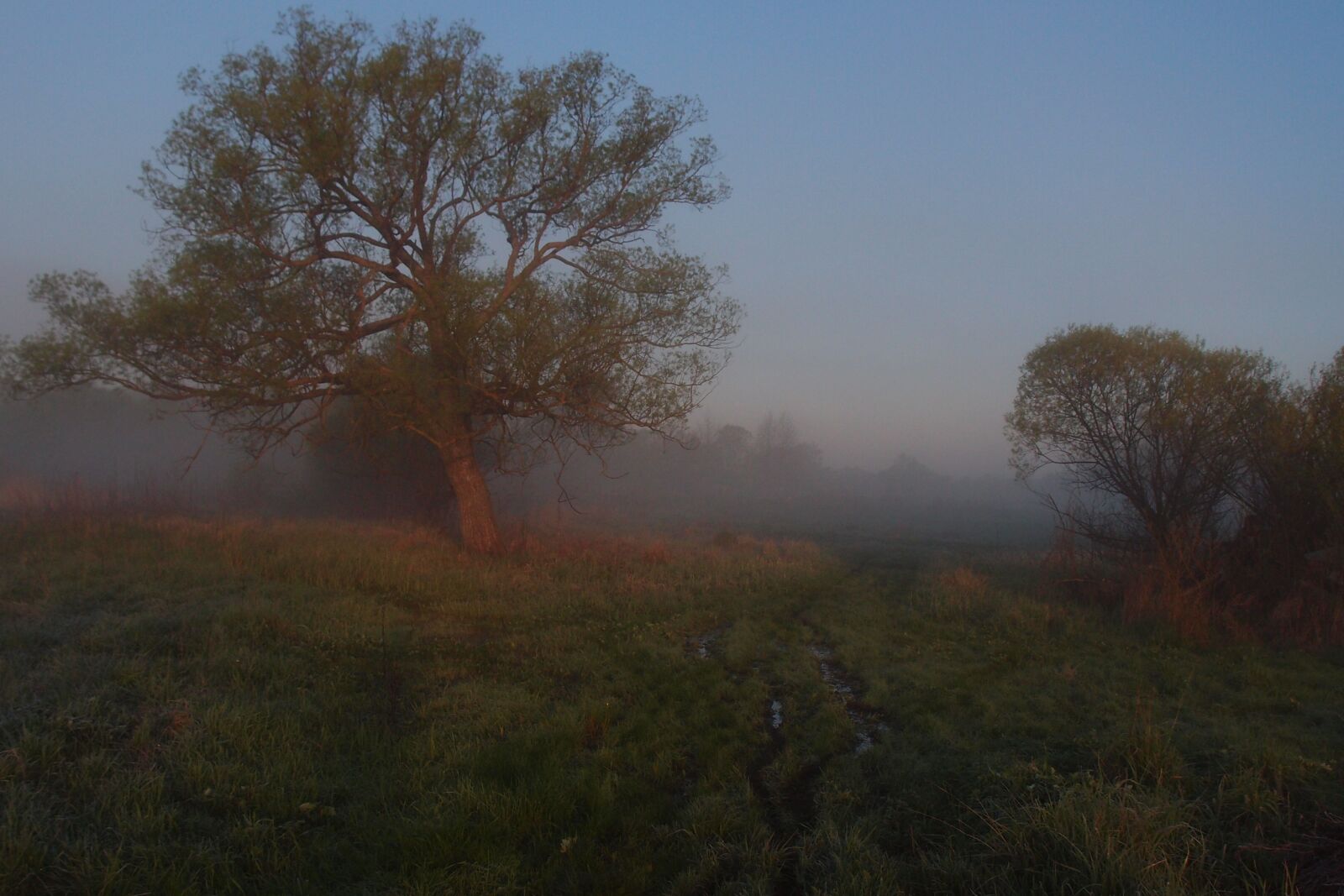 Olympus XZ-1 sample photo. Morning, fog, summer photography