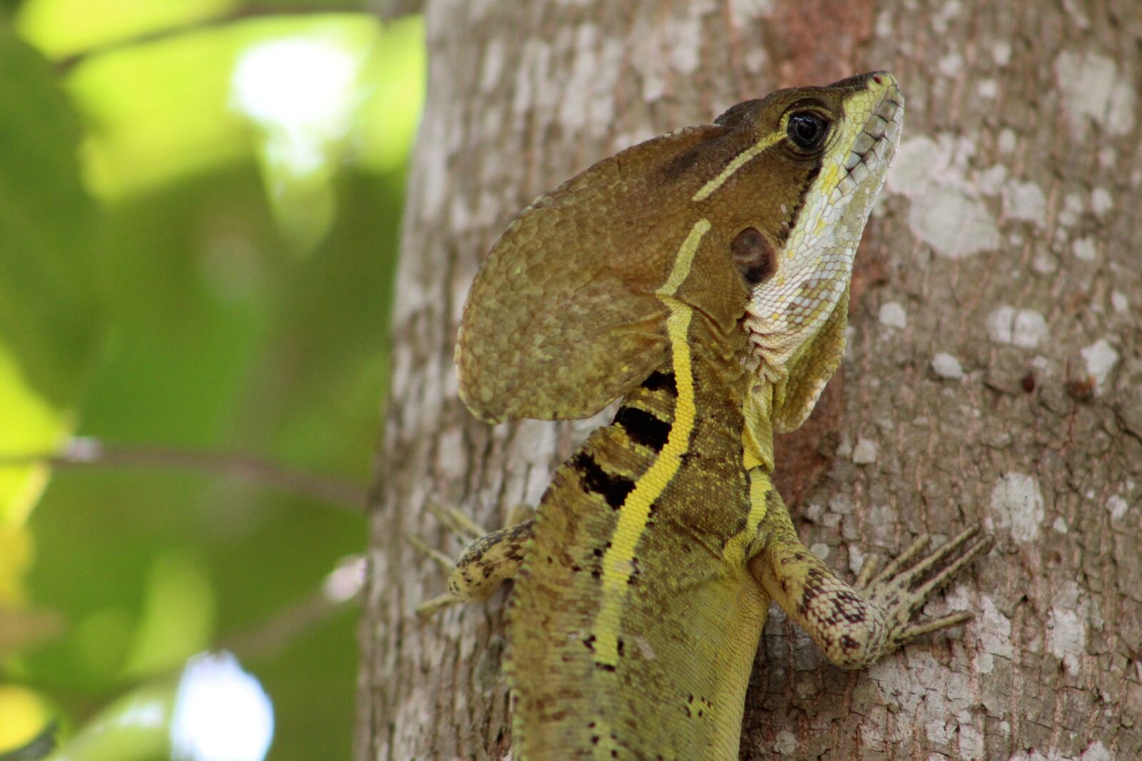 Canon EOS 1300D (EOS Rebel T6 / EOS Kiss X80) sample photo. Reptile, mexican, tabasco photography