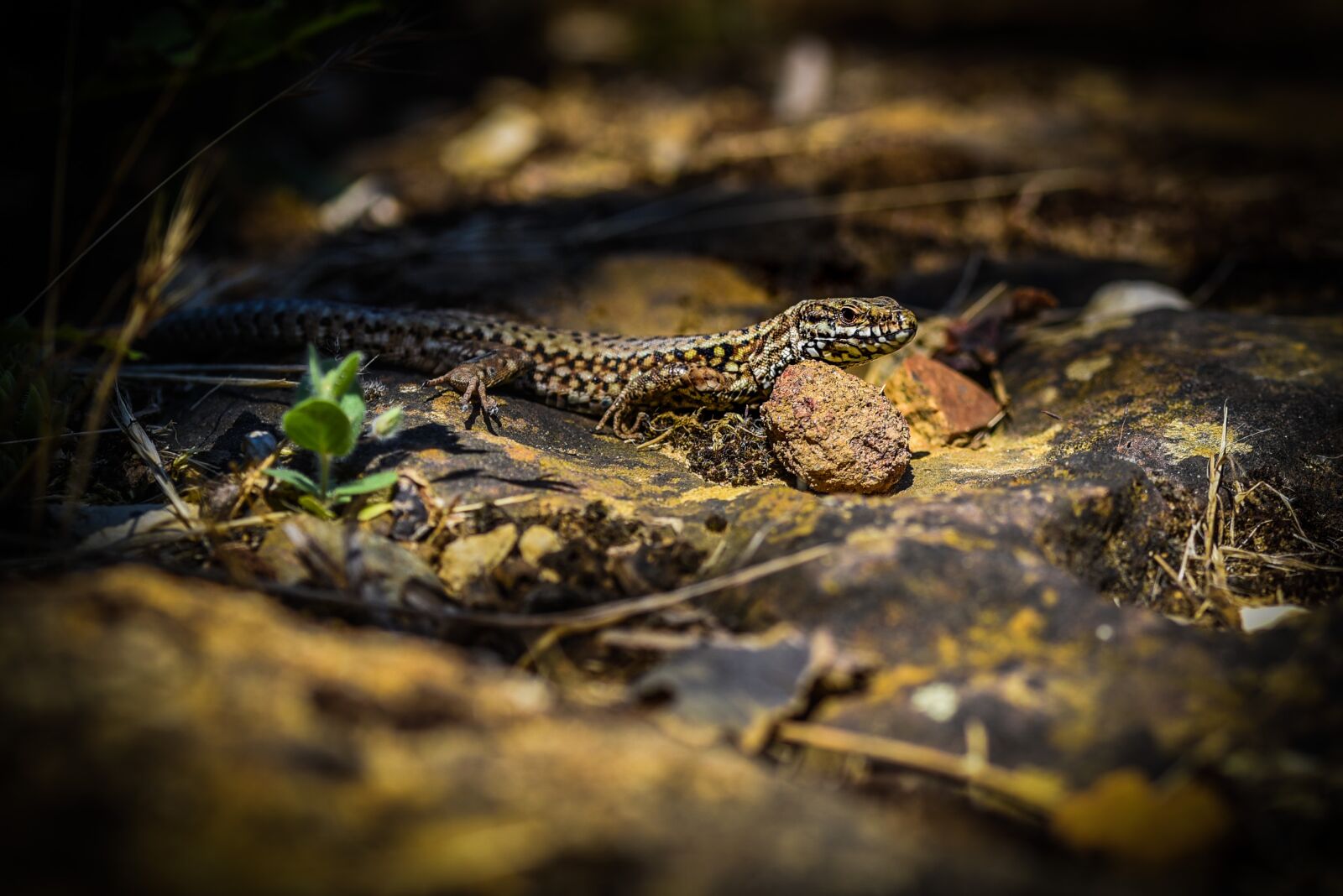 Nikon D750 sample photo. Lizard, camouflage, spots photography