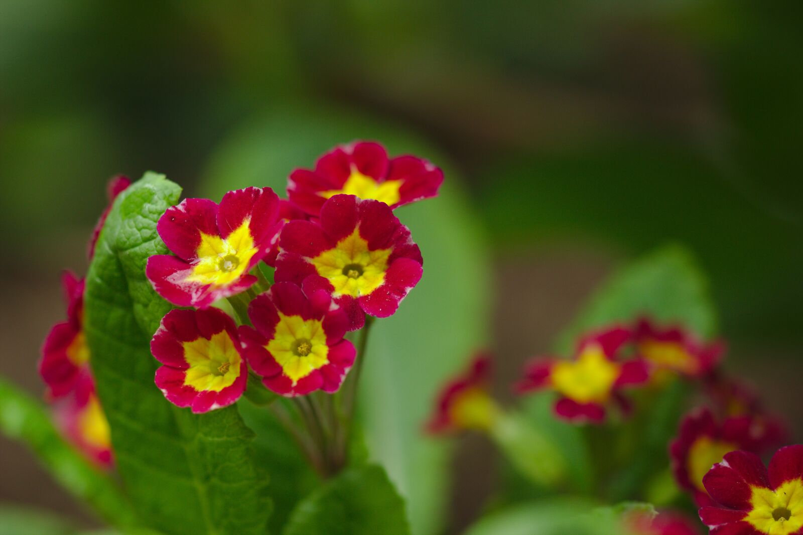 Canon EOS 600D (Rebel EOS T3i / EOS Kiss X5) sample photo. Nature, flower, red photography
