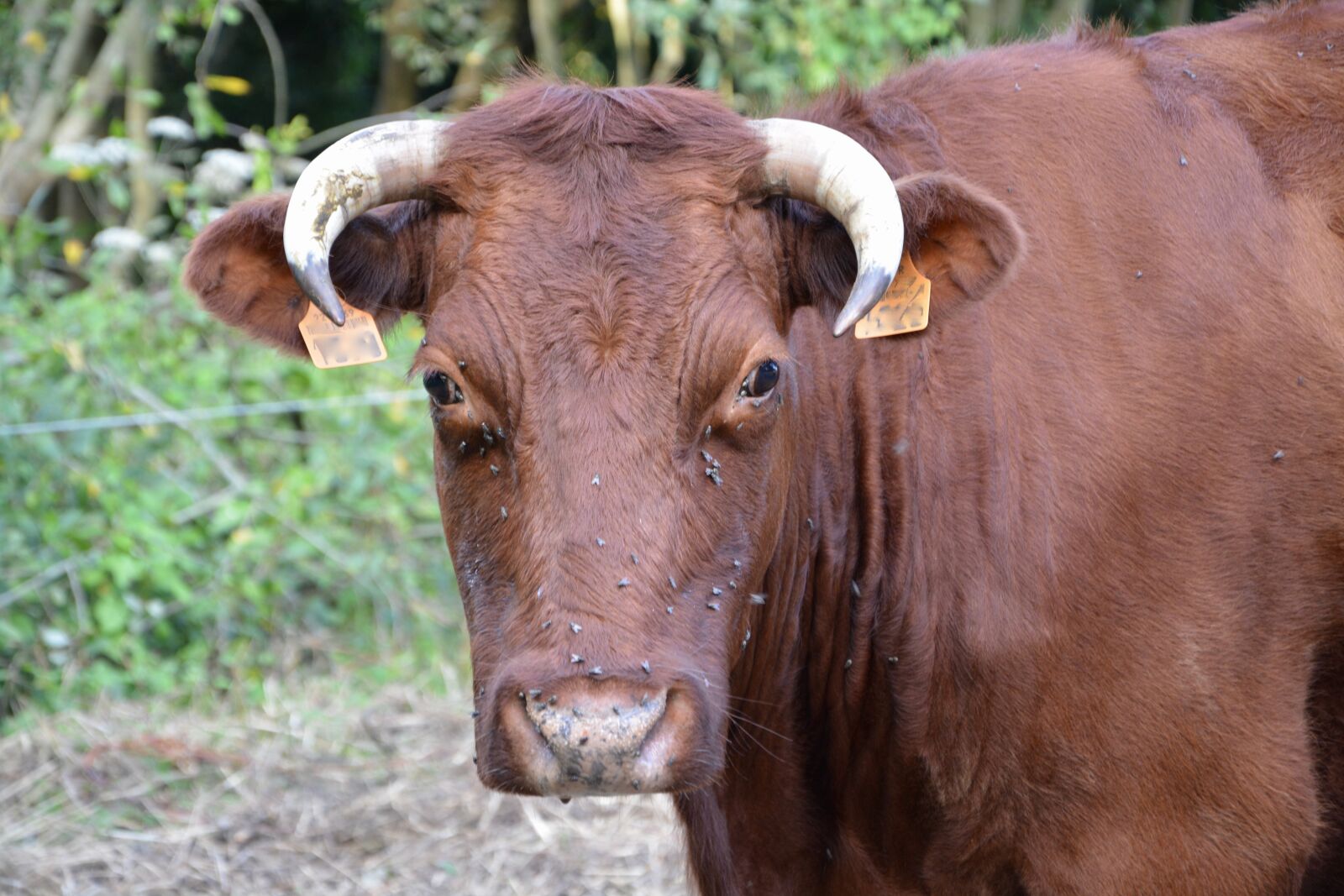 Nikon D5200 sample photo. Cow, cowhide, cow armorican photography