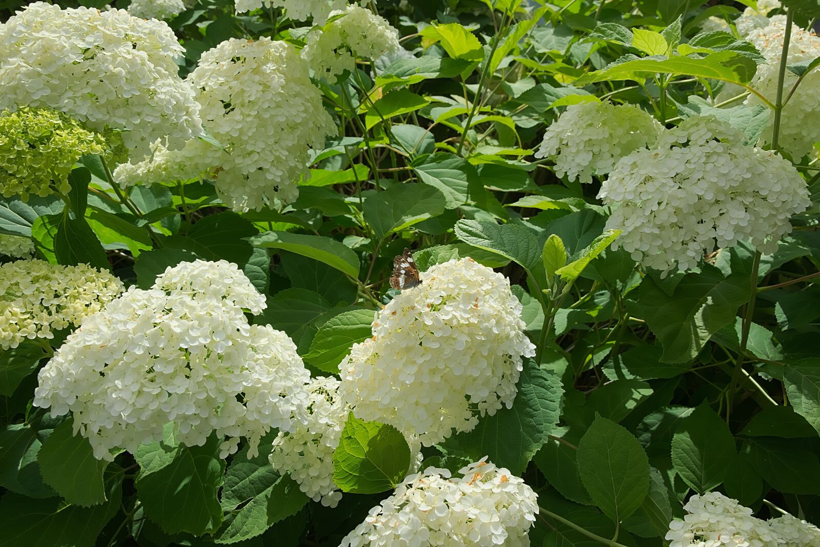 Nikon D3300 sample photo. Bauer hydrangea, white, hydrangea photography