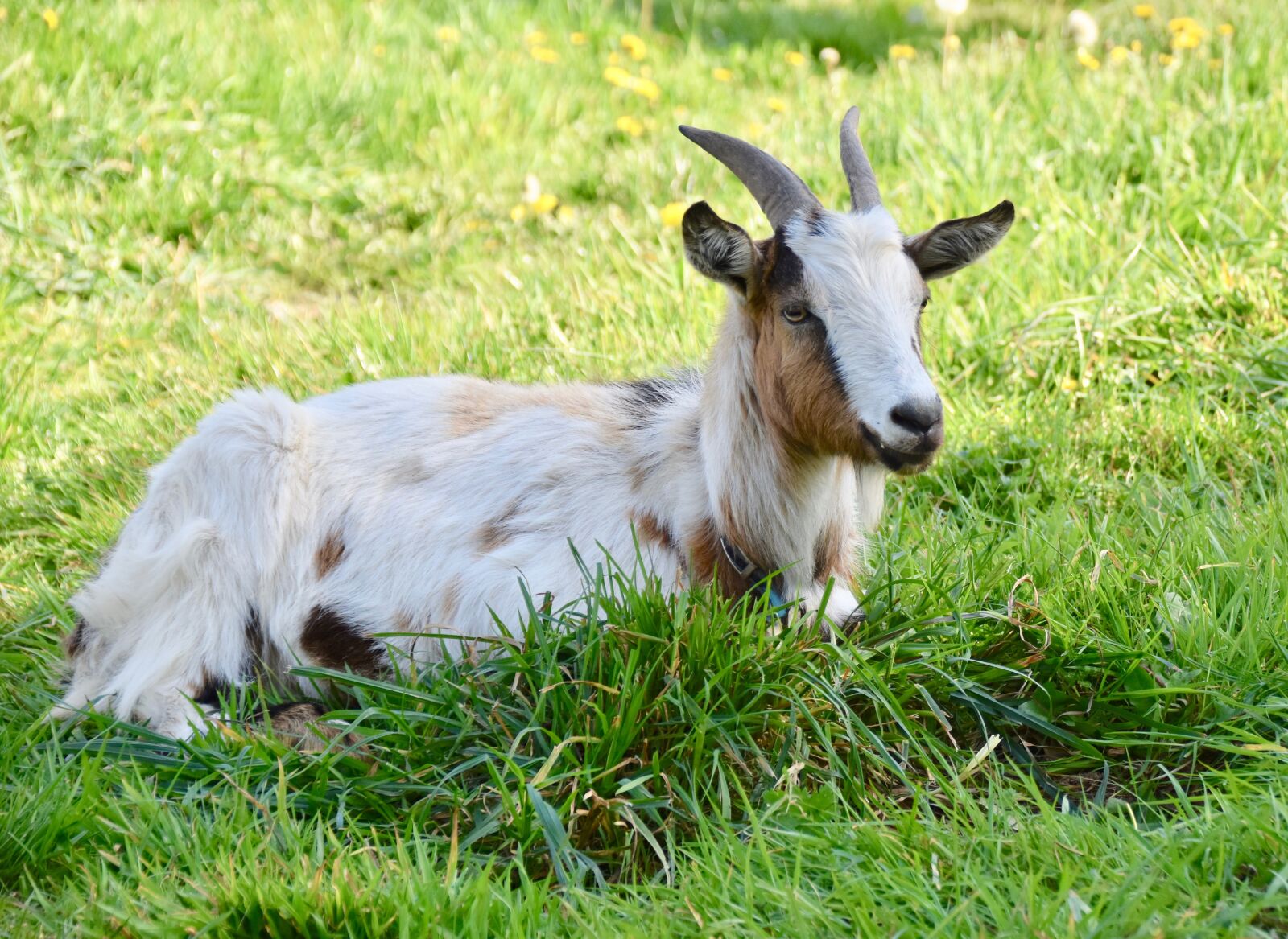 Nikon D5600 sample photo. Goat, goat horns, ruminants photography