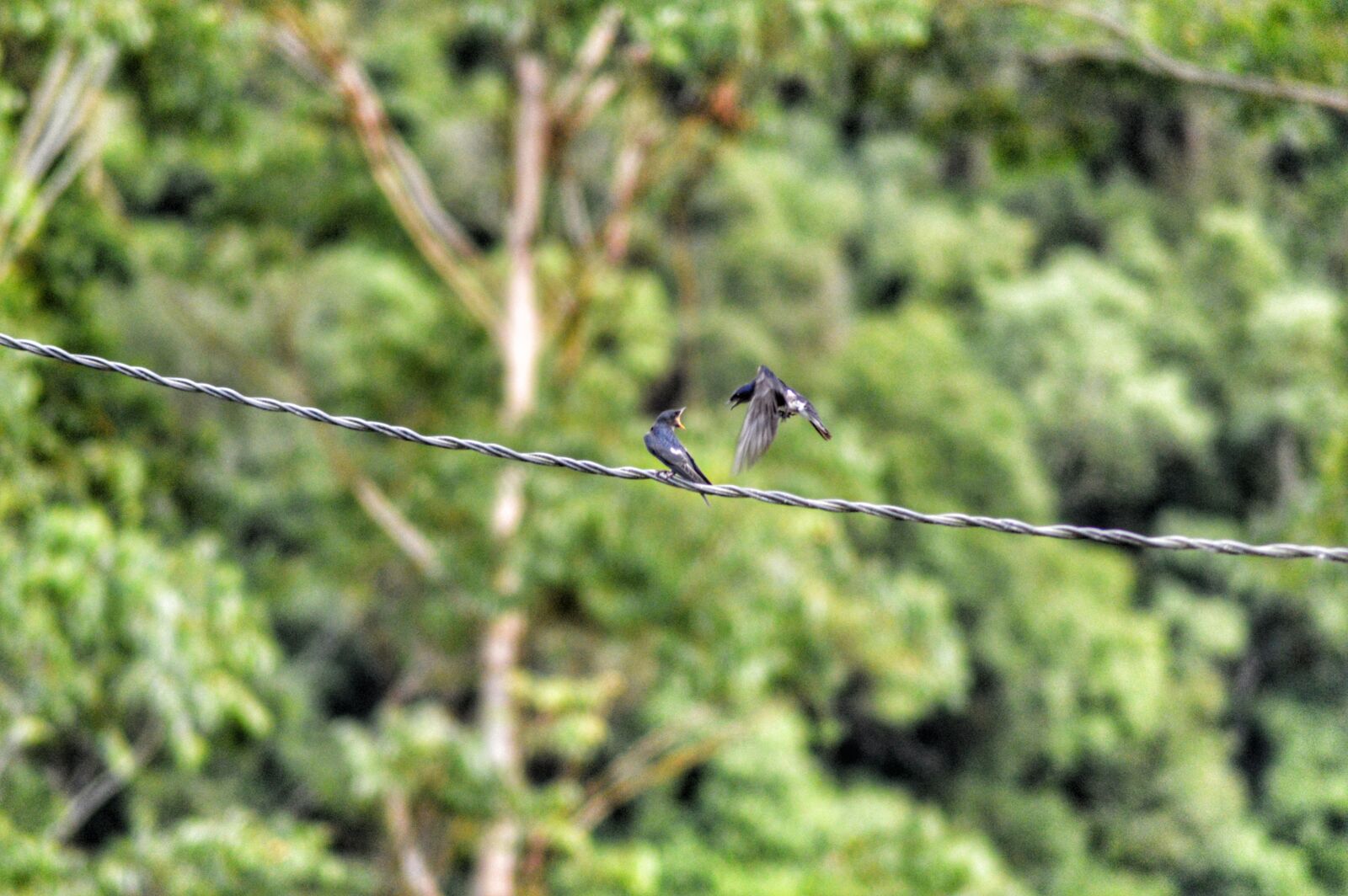 Nikon D3200 sample photo. Bird, fight photography