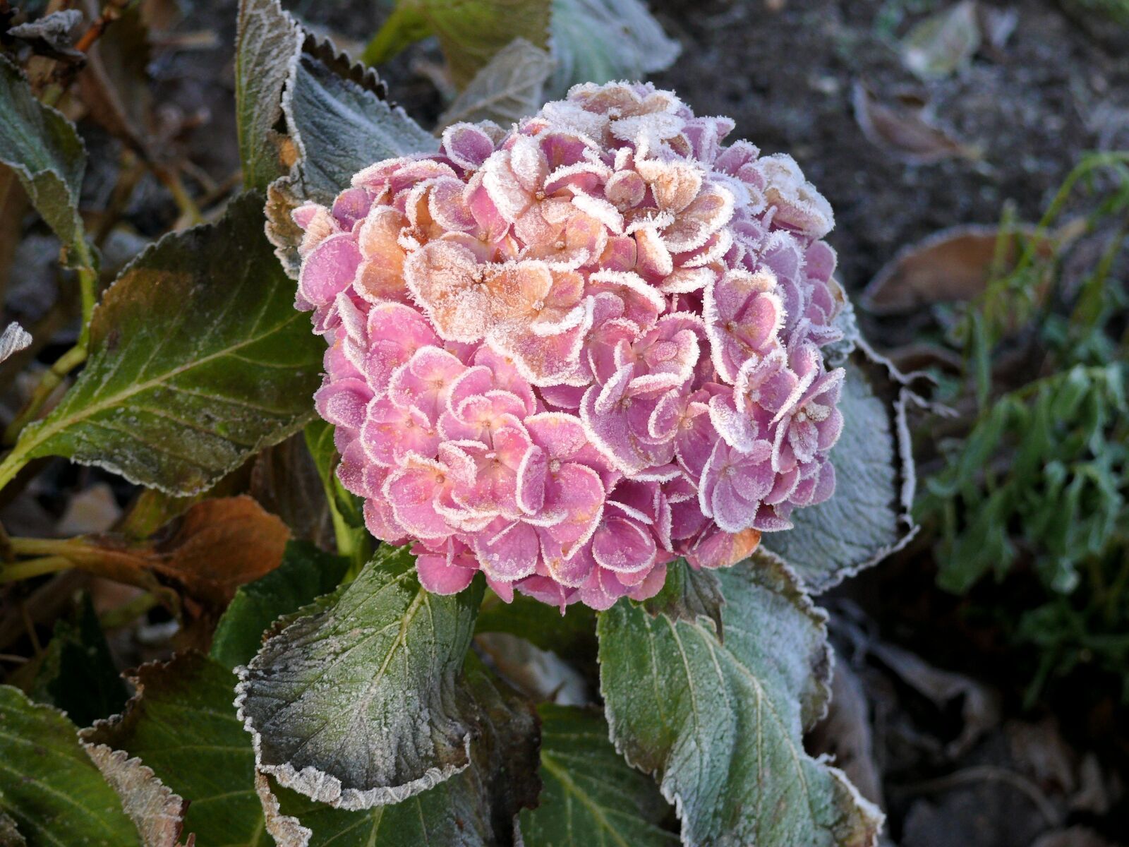 Panasonic DMC-FZ50 sample photo. Hydrangea, winter, frozen photography