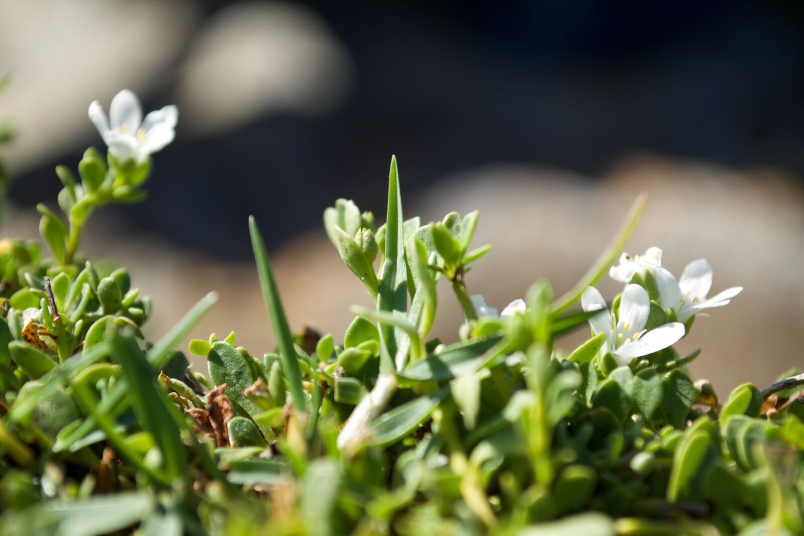 Nikon D3100 sample photo. Grass, flower, green photography
