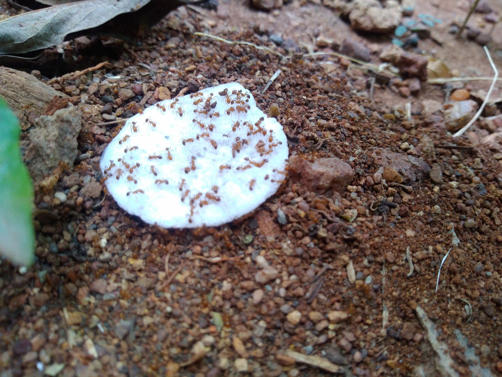 ASUS ZenFone Max M1 (ZB556KL) / ZenFone Max M1/M2/M3 (ZB555KL) sample photo. Ants, soil, sweet photography