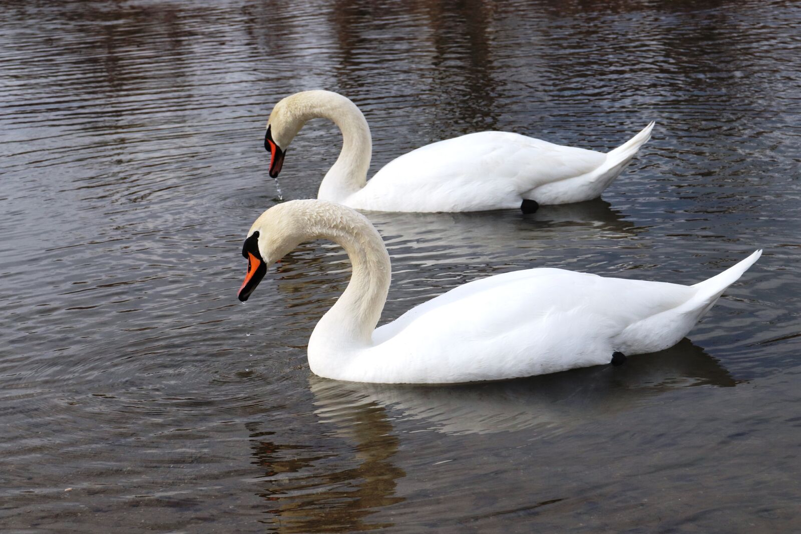 Canon EOS 200D (EOS Rebel SL2 / EOS Kiss X9) sample photo. Swan, romania, lake photography