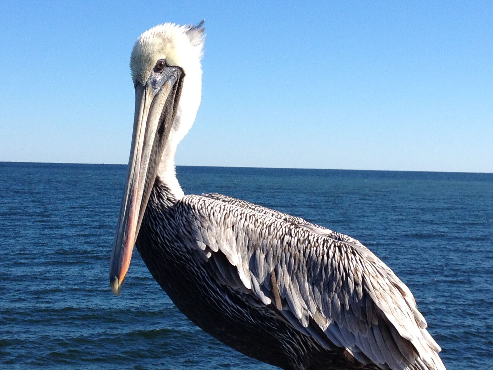 iPhone 4S back camera 4.28mm f/2.4 sample photo. Pelican, beach, bird photography