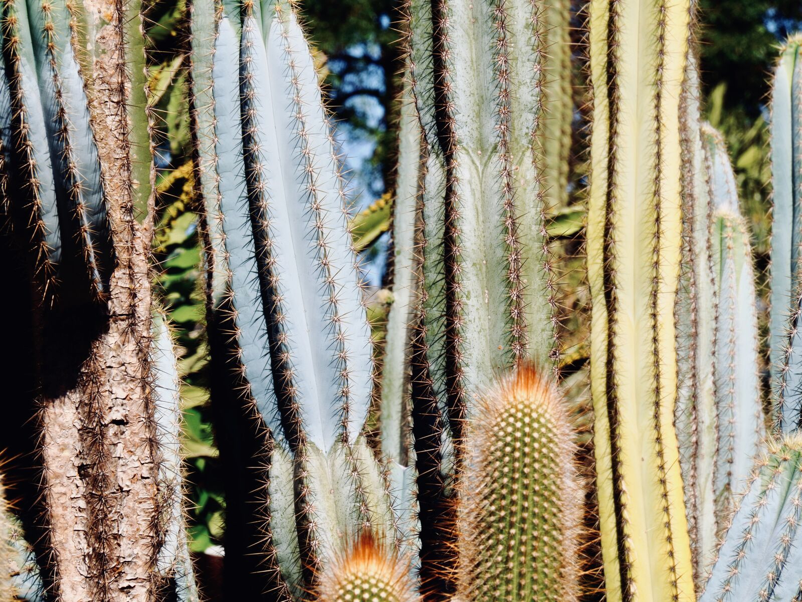 OLYMPUS M.14-150mm F4.0-5.6 II sample photo. Cactus, garden, succulent photography