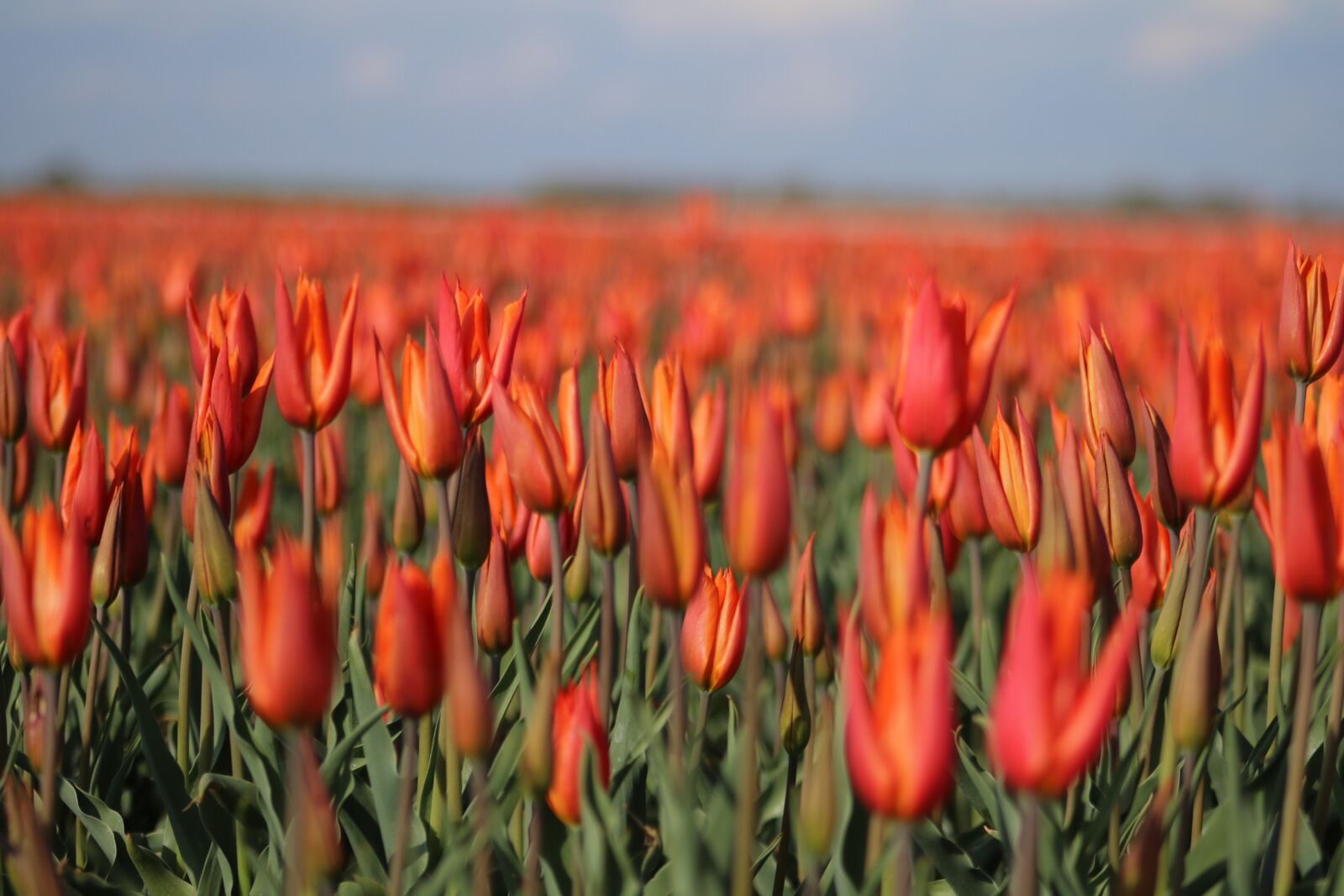 Canon EF 75-300mm f/4-5.6 USM sample photo. Tulips, tulpenbluete, holland photography
