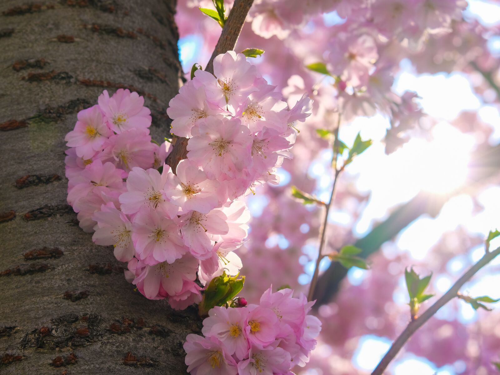 Fujifilm X-T30 sample photo. Sakura, cherry, blossom photography