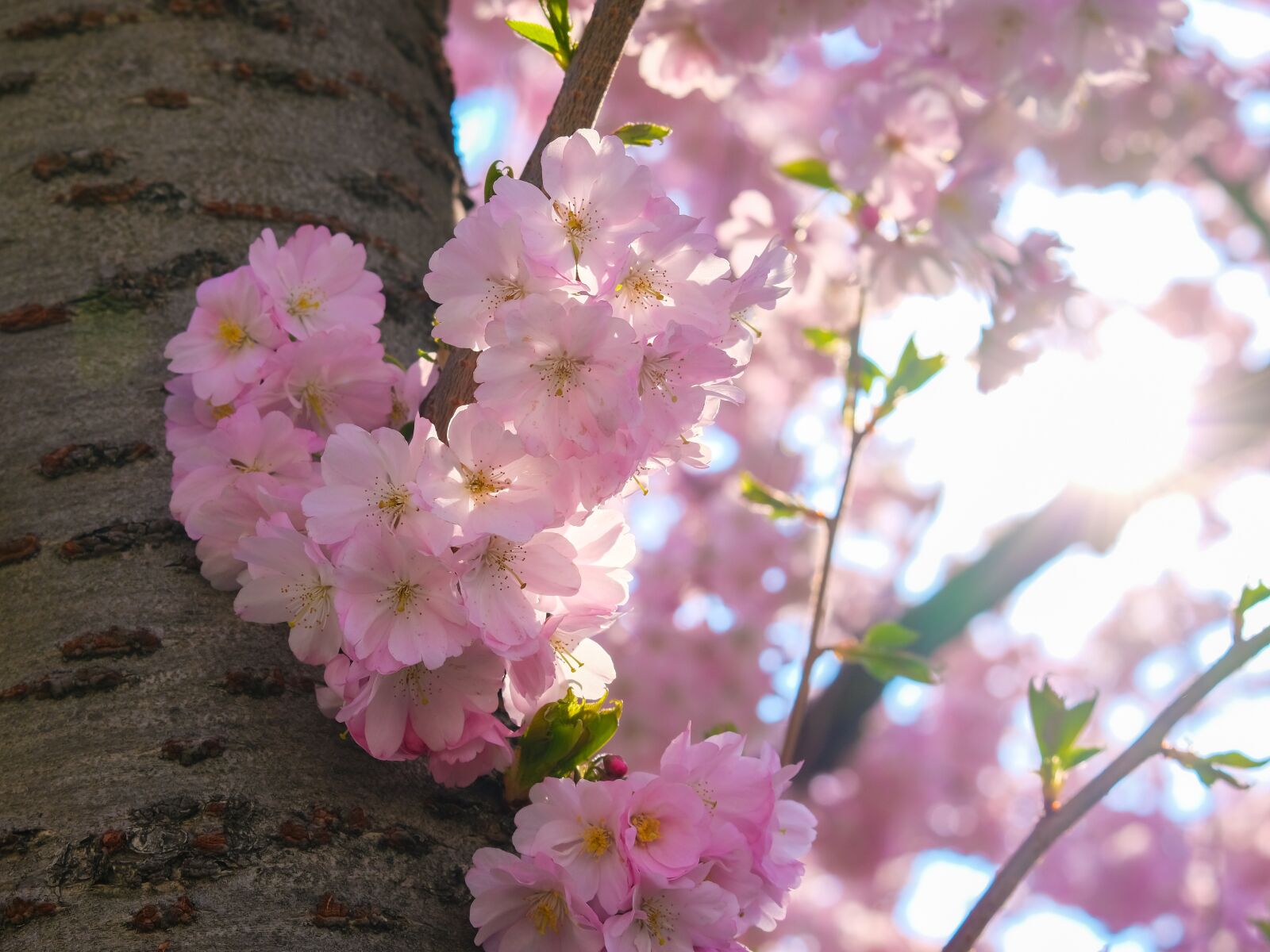 Fujifilm X-T30 + Fujifilm XF 55-200mm F3.5-4.8 R LM OIS sample photo. Sakura, cherry, blossom photography