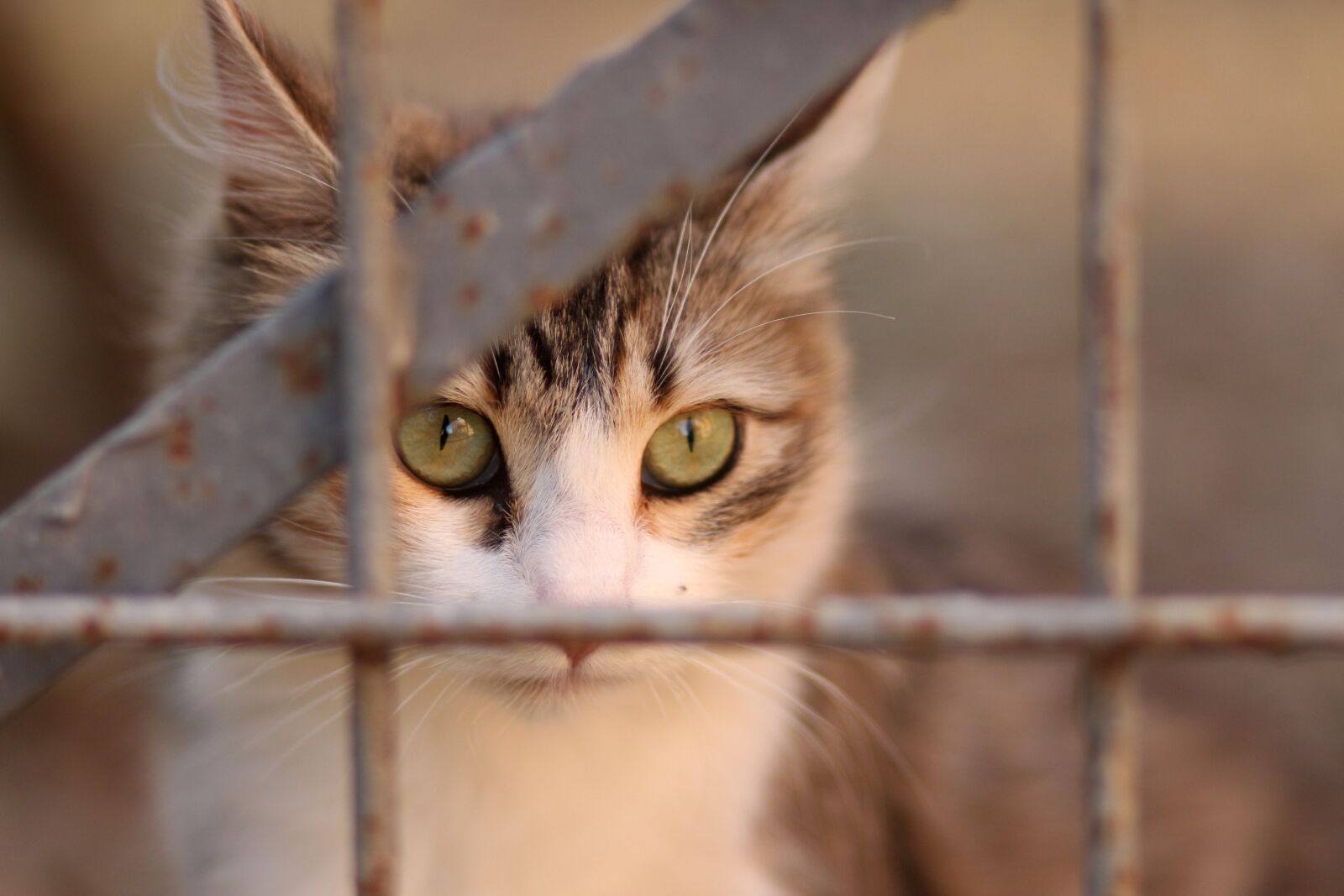 Canon EOS 700D (EOS Rebel T5i / EOS Kiss X7i) + Canon EF 85mm F1.8 USM sample photo. Cat, coloring, pet photography