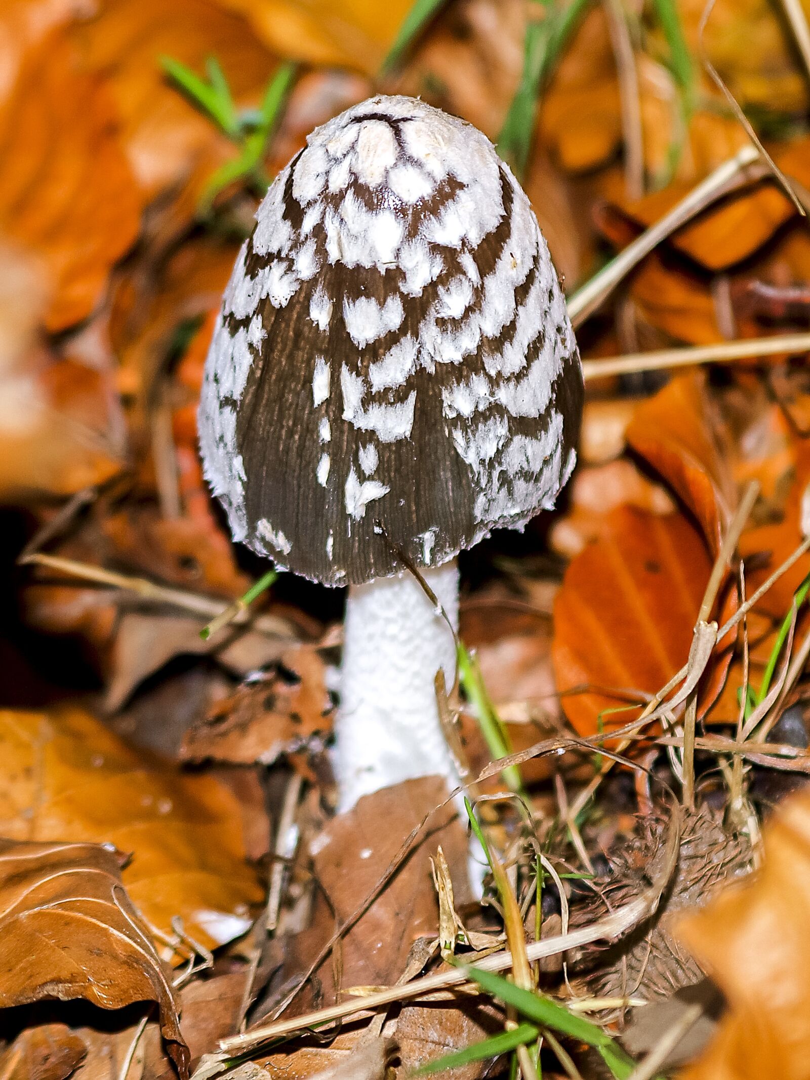 Olympus E-3 sample photo. Mushroom, nature, forest photography