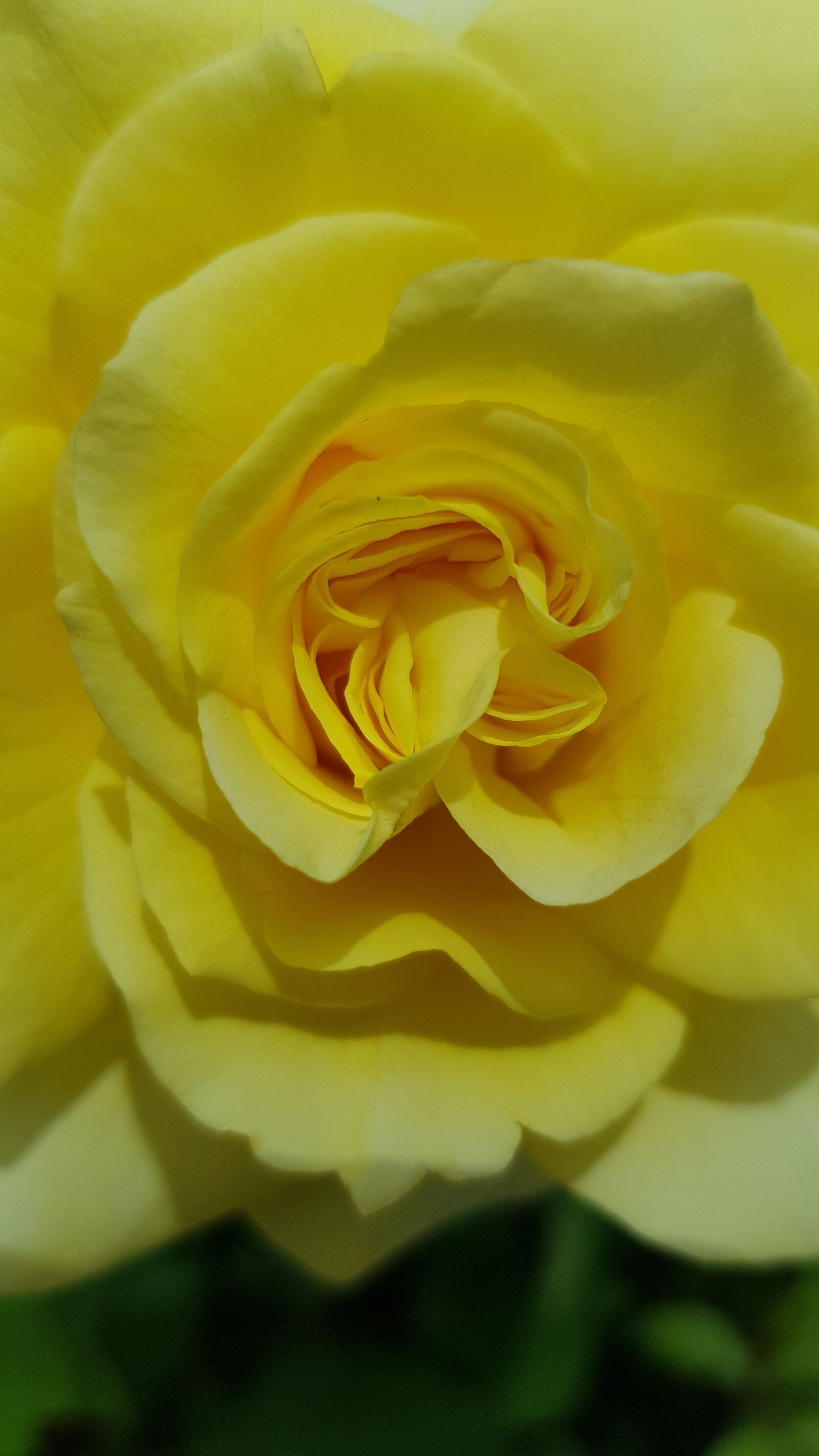 Samsung Galaxy S8 sample photo. Plant, flower, rose photography