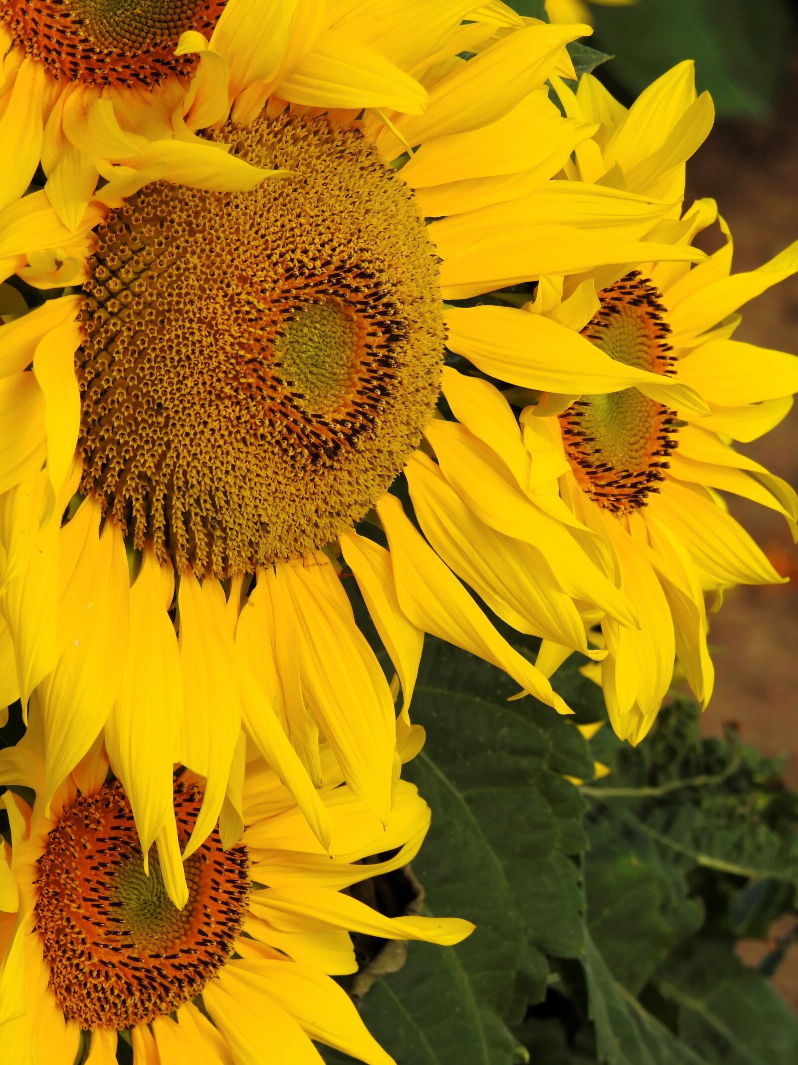 Nikon Coolpix P900 sample photo. Flower, sunflower, yellow photography