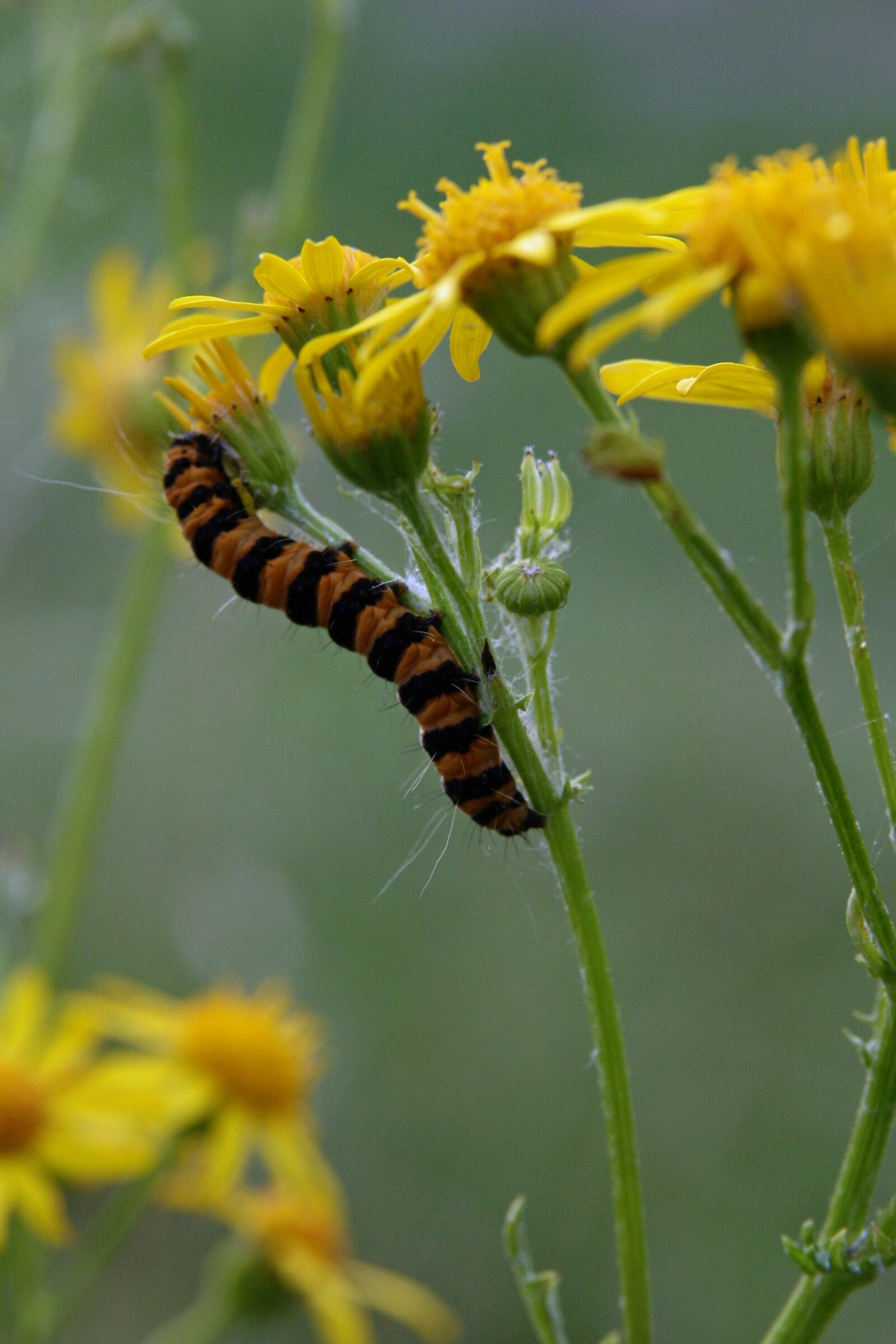 Canon EOS 400D (EOS Digital Rebel XTi / EOS Kiss Digital X) sample photo. Insect, caterpillar, flowers photography