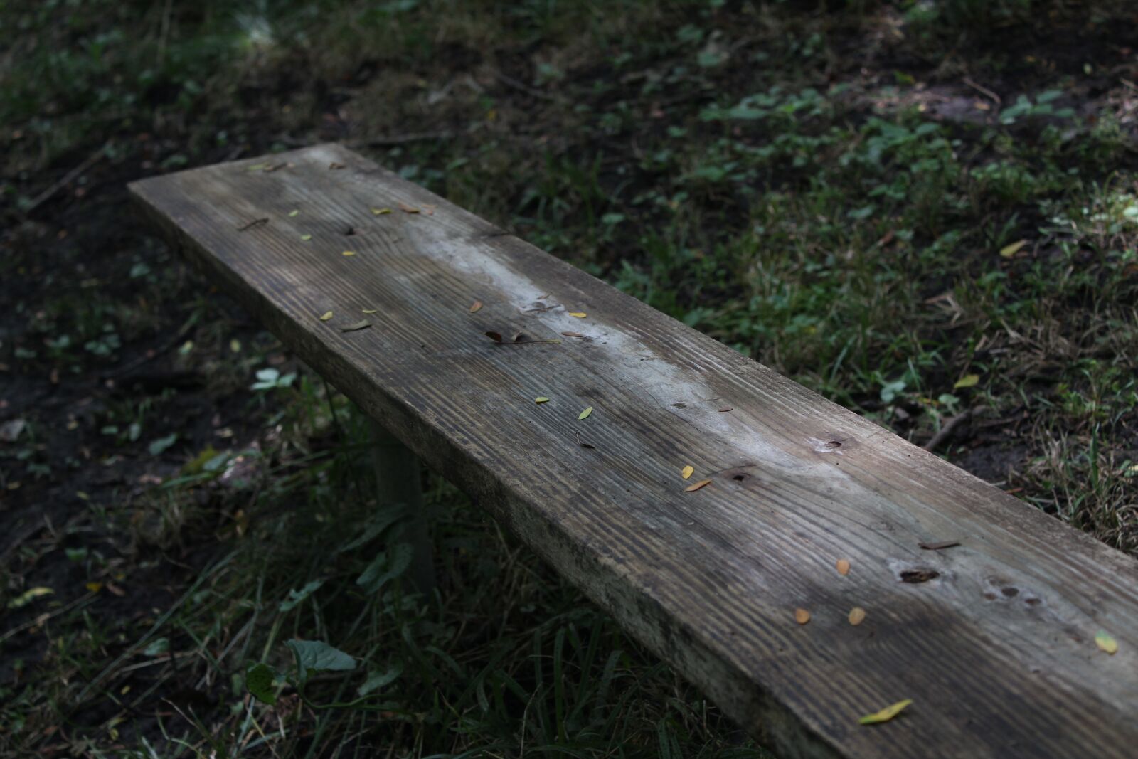 Canon EOS 1300D (EOS Rebel T6 / EOS Kiss X80) sample photo. Bench, forest, plants photography