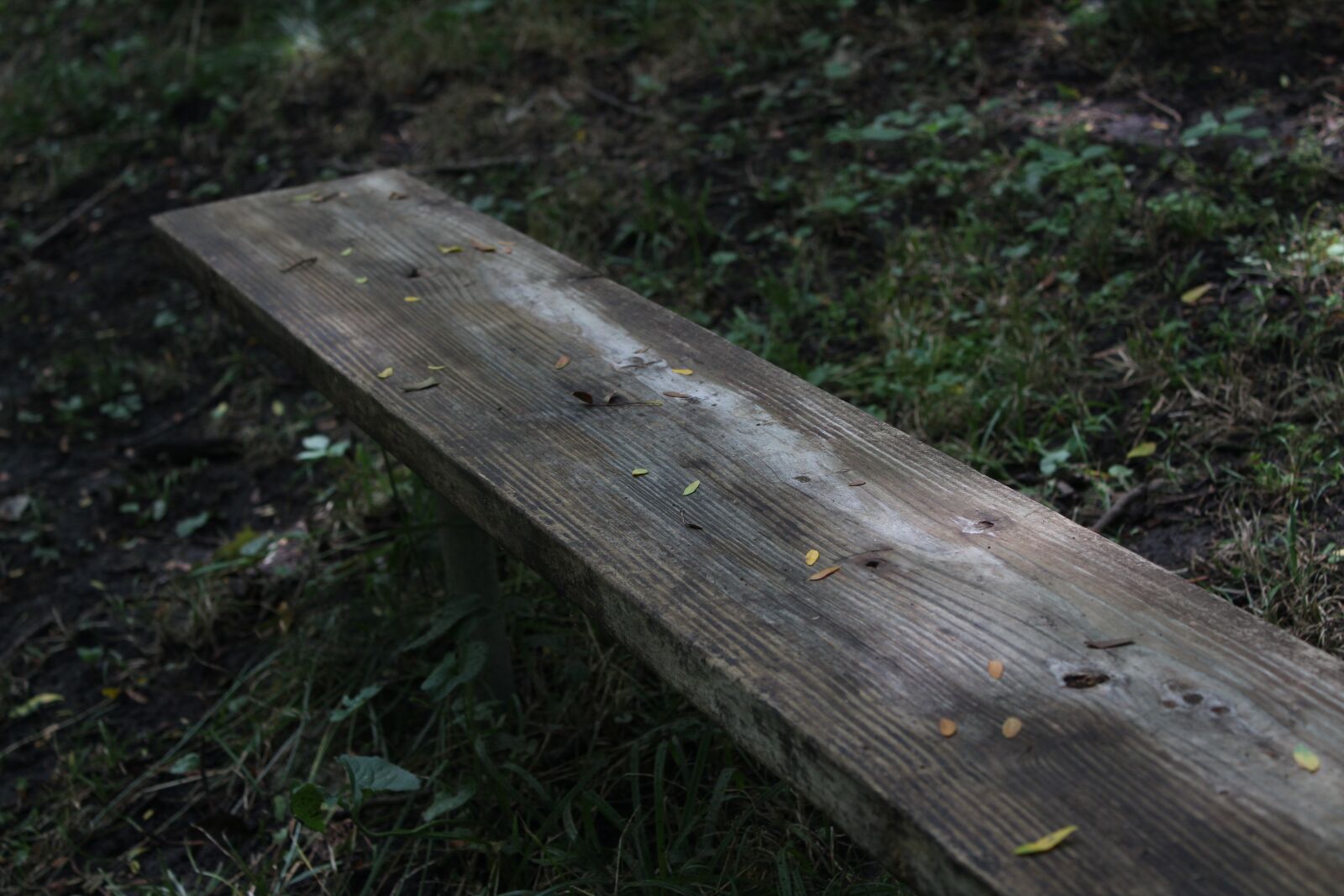 Canon EOS 1300D (EOS Rebel T6 / EOS Kiss X80) + Canon EF-S 18-55mm F3.5-5.6 IS II sample photo. Bench, forest, plants photography