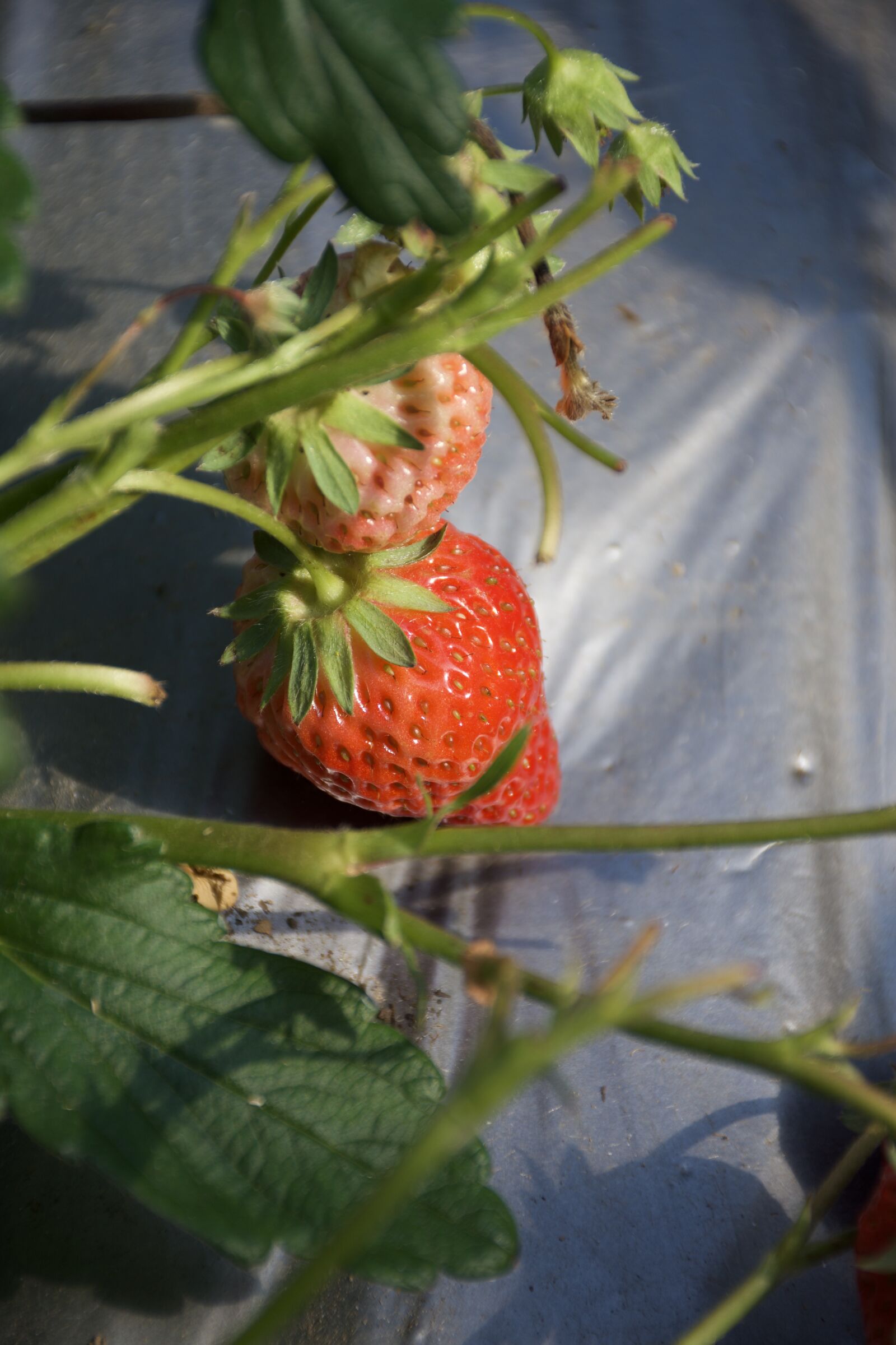 Nikon D7200 sample photo. Fruit, strawberry, natural photography
