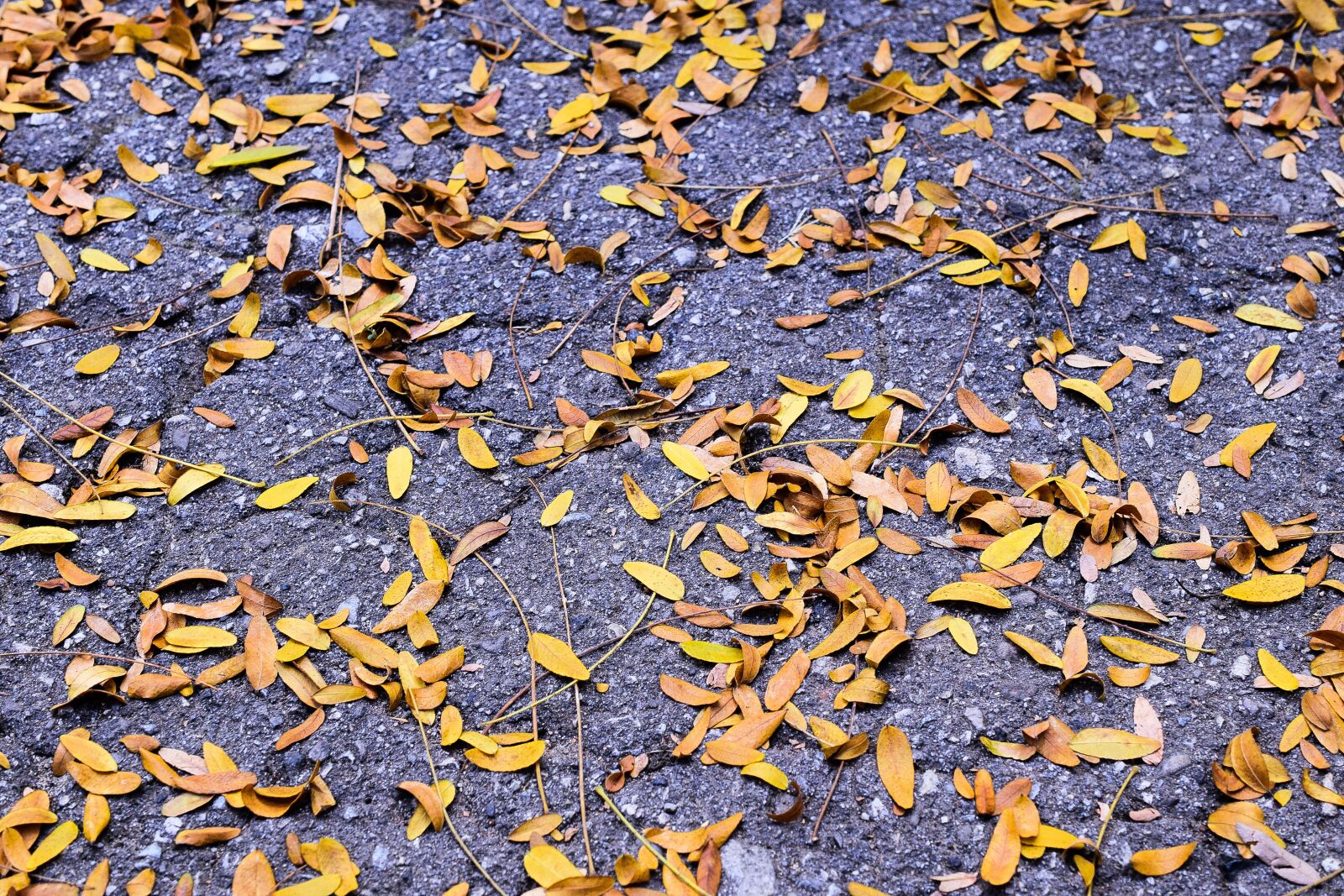 Nikon D5300 sample photo. Autumn, leaf, asphalt photography