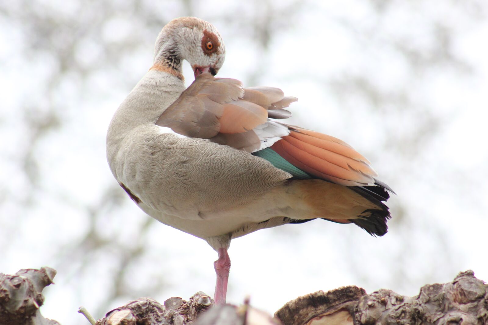 Canon EOS 550D (EOS Rebel T2i / EOS Kiss X4) sample photo. Nilgans, animal, water bird photography