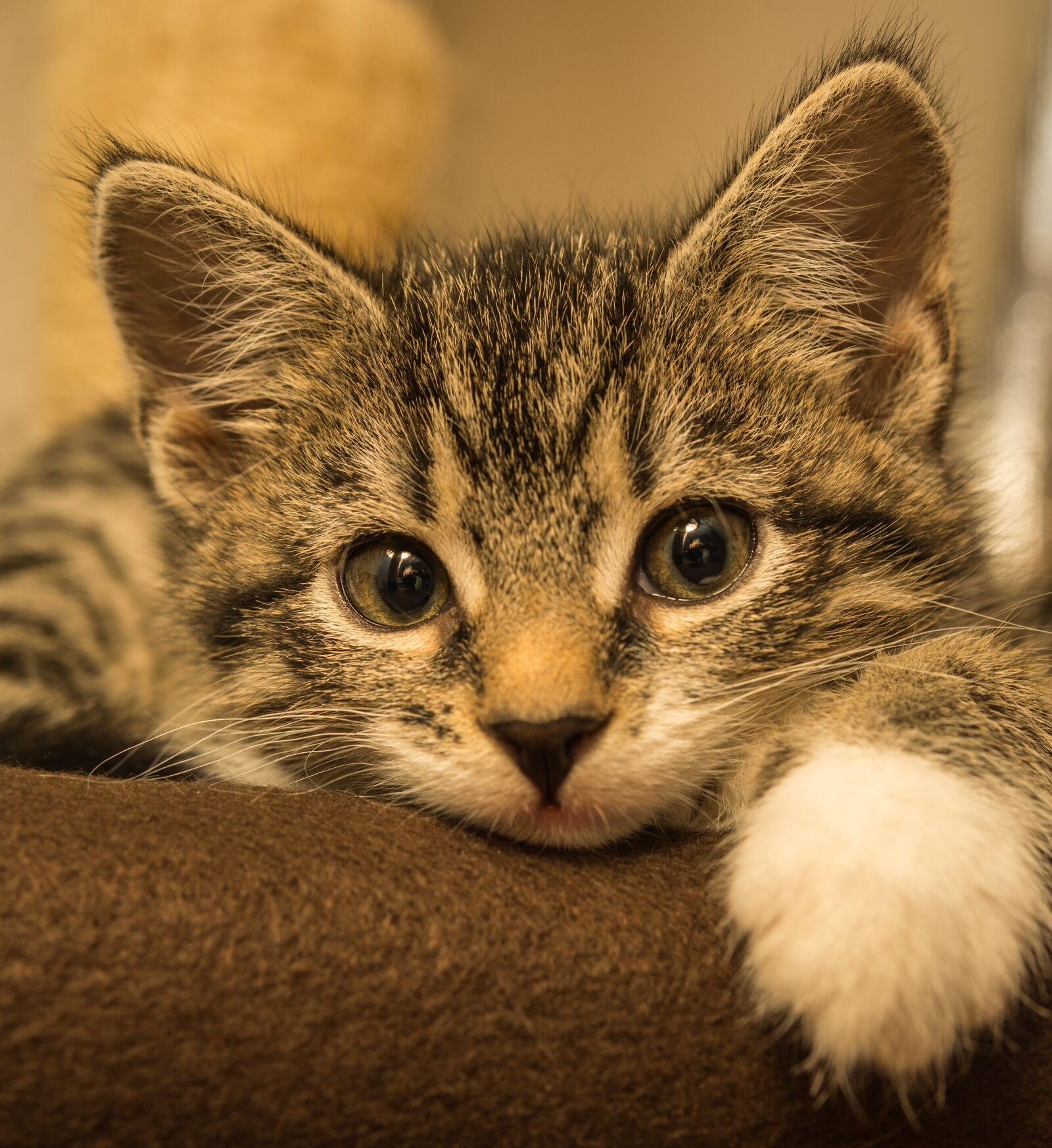 30mm F1.4 DC DN | Contemporary 016 sample photo. Cat, small, mackerel photography