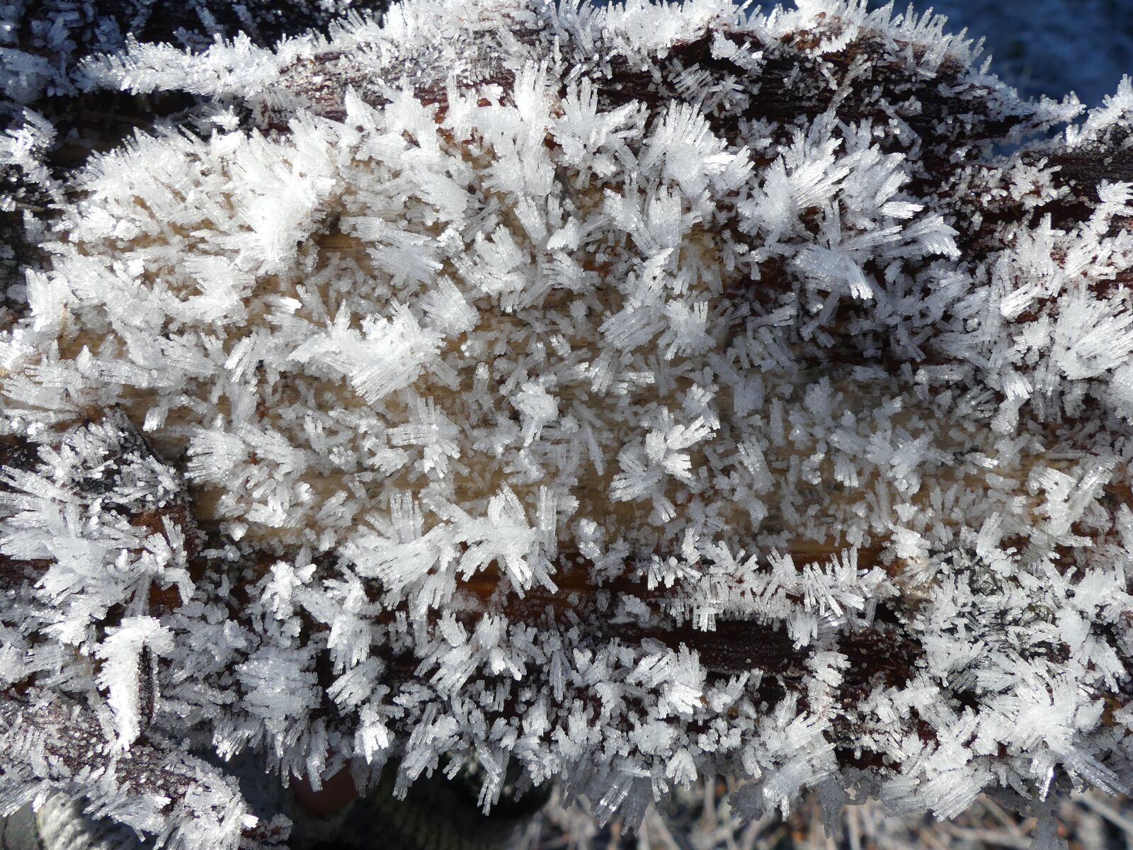 Panasonic Lumix DMC-FZ300 sample photo. Ice crystal, winter, frost photography