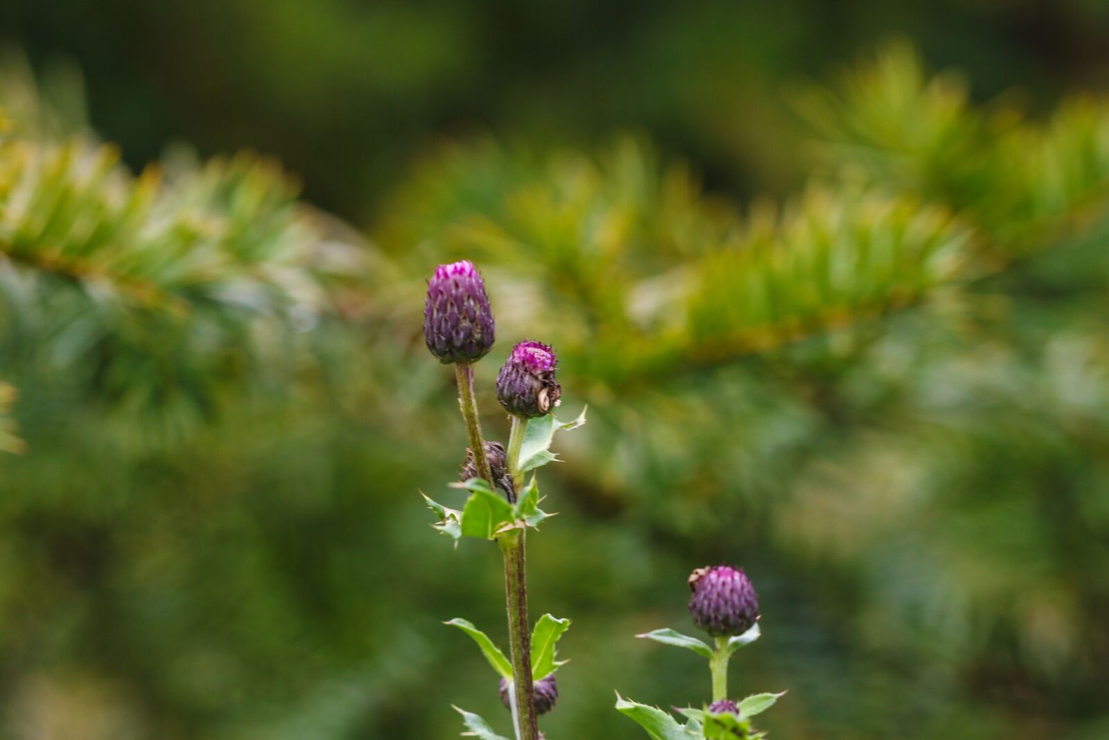 Canon EOS 7D Mark II sample photo. Wildflower, autumn, nature photography
