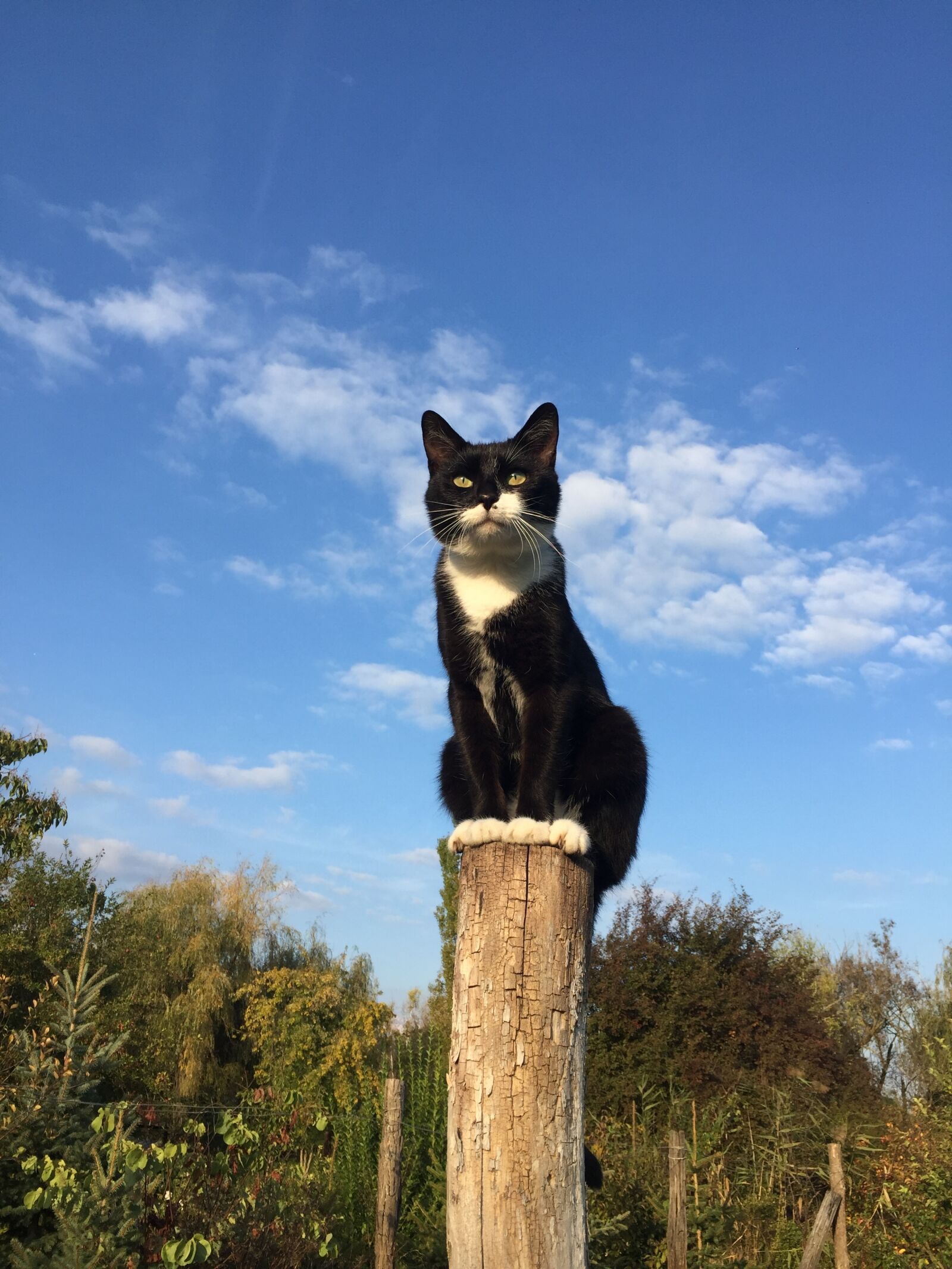 iPhone 6 back camera 4.15mm f/2.2 sample photo. Blue, sky, cat, garden photography