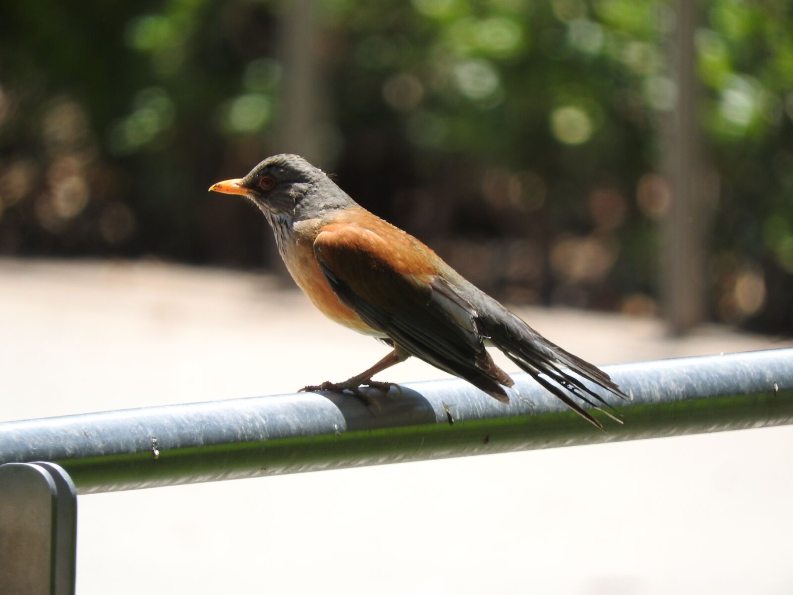 Nikon Coolpix P610 sample photo. Blackbird, back rufus, turdus photography
