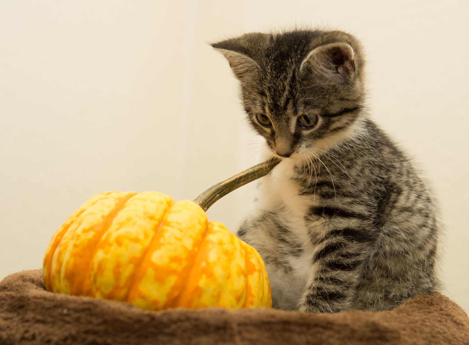 30mm F1.4 DC DN | Contemporary 016 sample photo. Cat, pumpkin, halloween photography