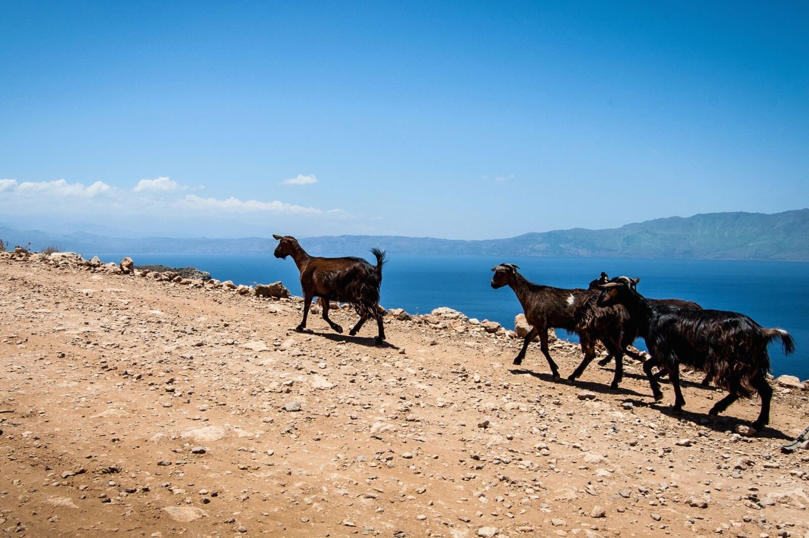 Nikon D40 sample photo. Goat, mountain, road, ground photography
