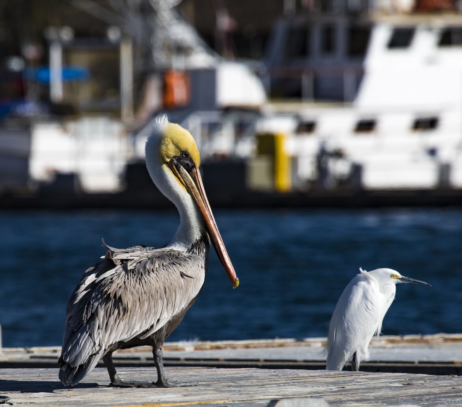 Canon EF 100-400mm F4.5-5.6L IS USM sample photo. Pelican, docks, bird photography