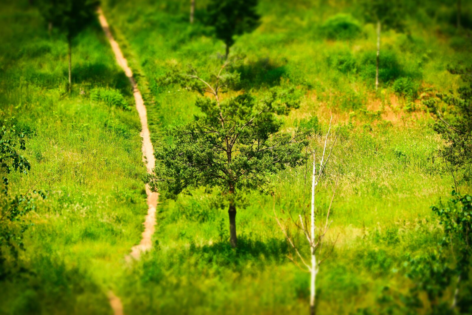 Olympus OM-D E-M10 sample photo. Away, trees, landscape photography