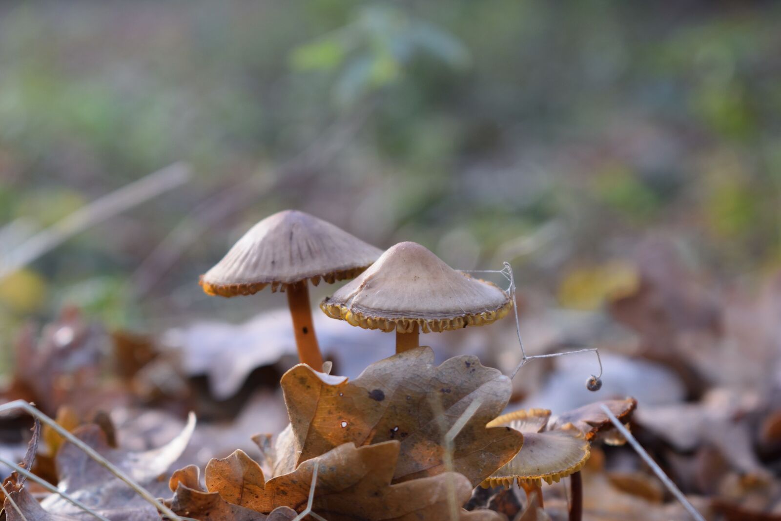 Nikon D3300 sample photo. Fall, mushroom, toadstool photography