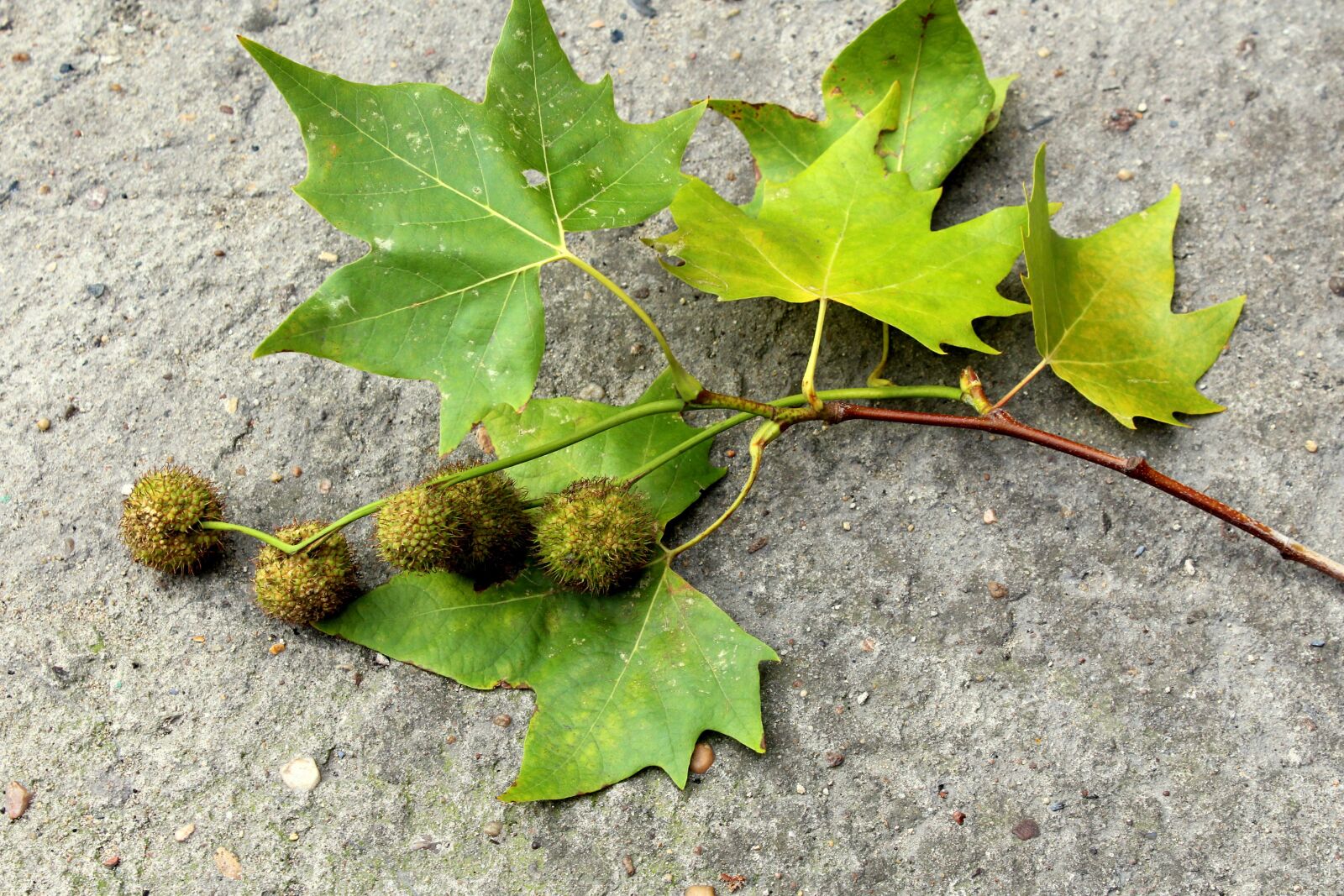 Canon EOS 1200D (EOS Rebel T5 / EOS Kiss X70 / EOS Hi) sample photo. Platanus, sprig, tree photography