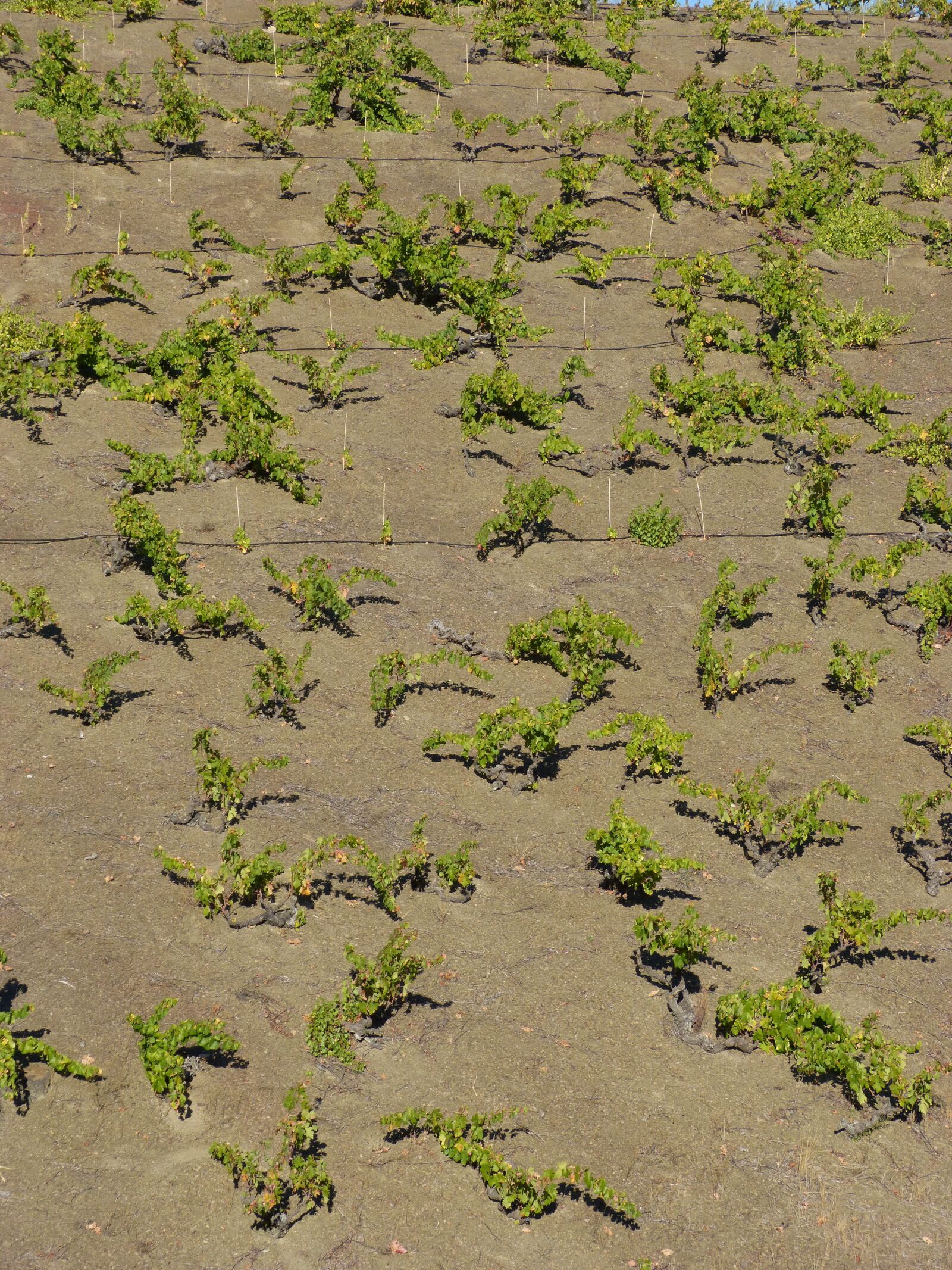 Panasonic DMC-FZ62 sample photo. Vineyard, priorat, coster photography