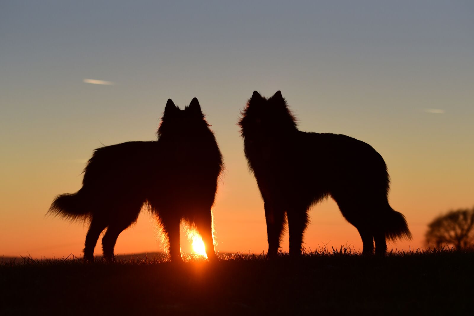 Nikon D750 sample photo. Dogs, sunset, abendstimmung photography