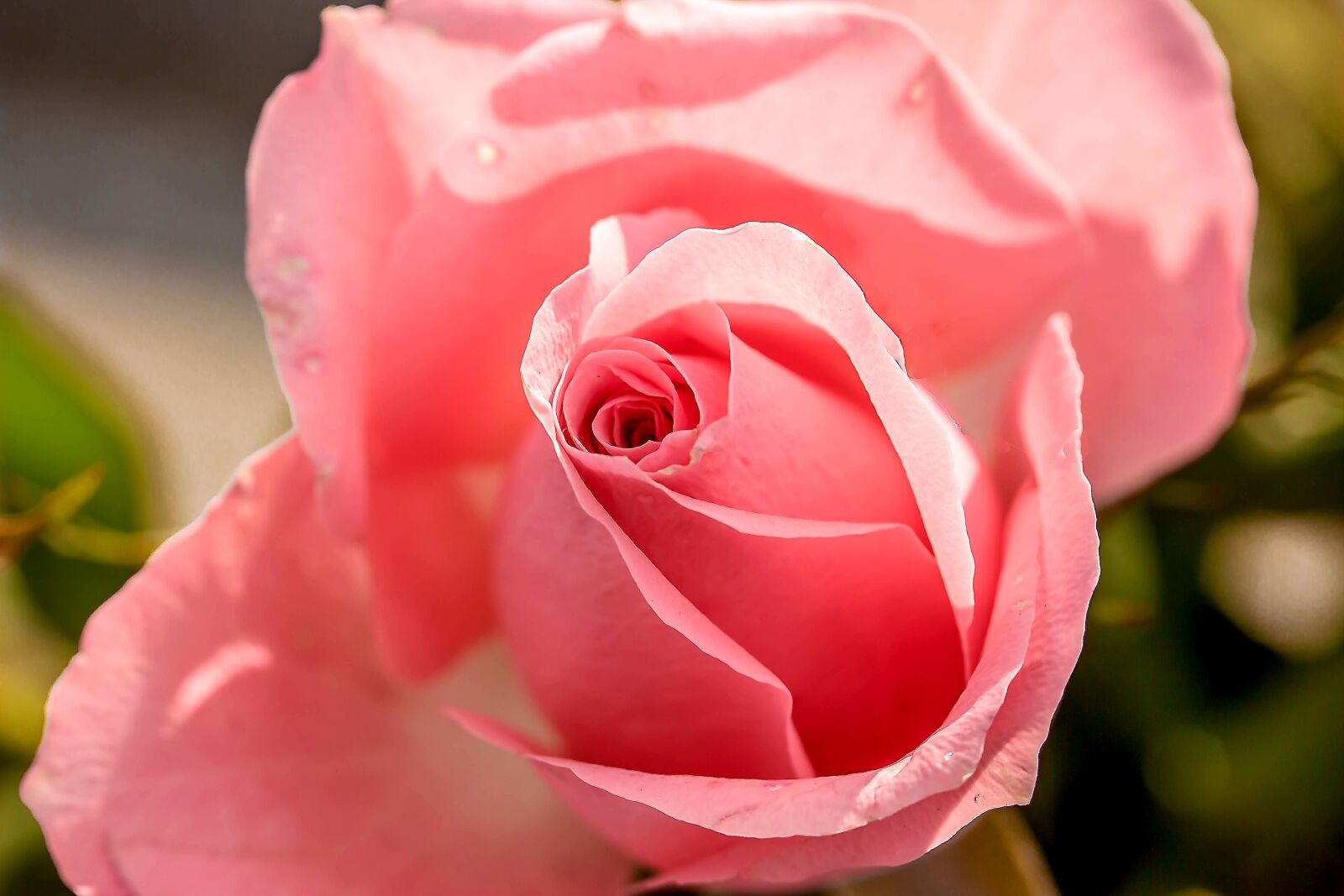 Canon EOS 650D (EOS Rebel T4i / EOS Kiss X6i) sample photo. Rose, rose bloom, flower photography