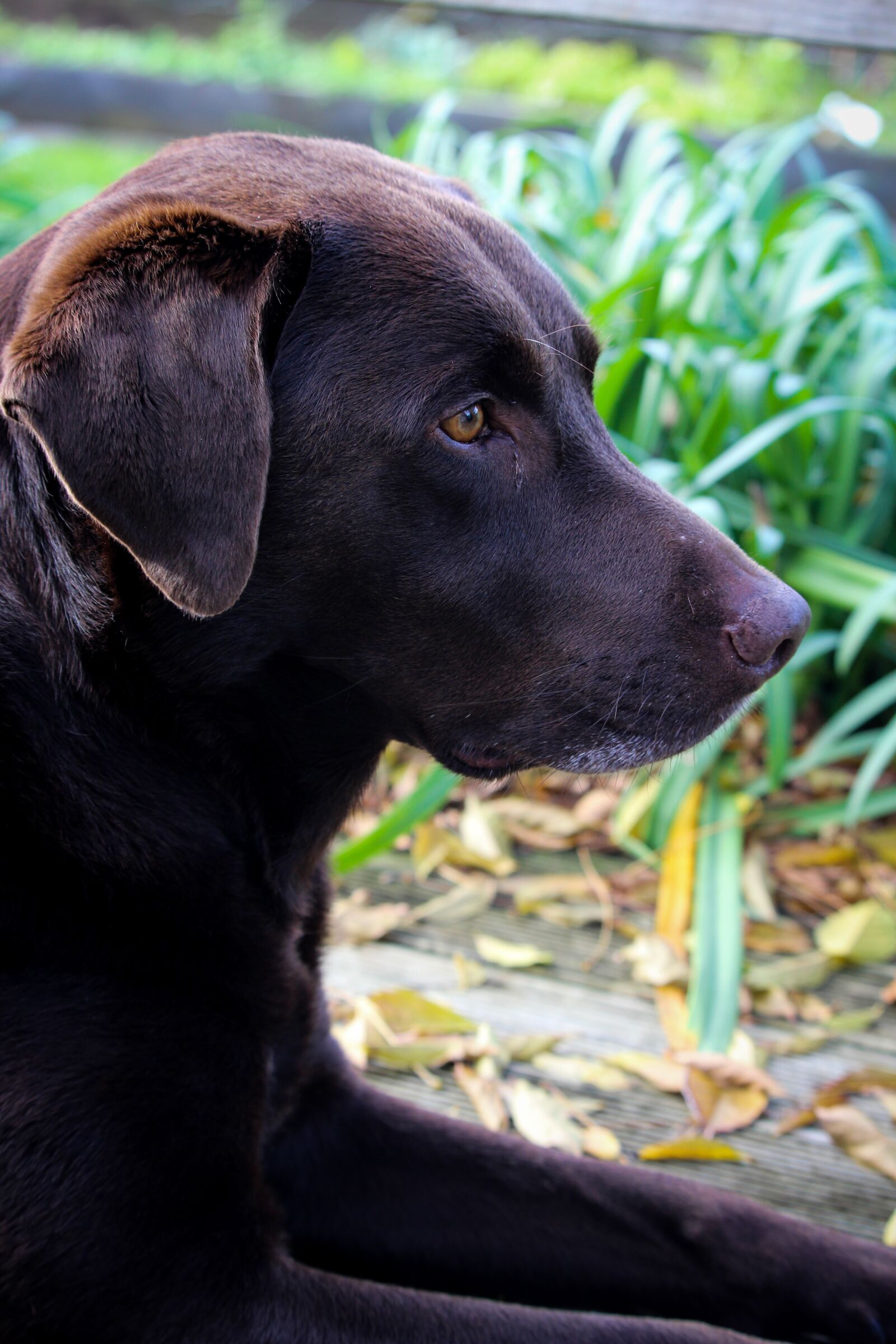Canon EOS 700D (EOS Rebel T5i / EOS Kiss X7i) sample photo. Dog, labrador, brown photography