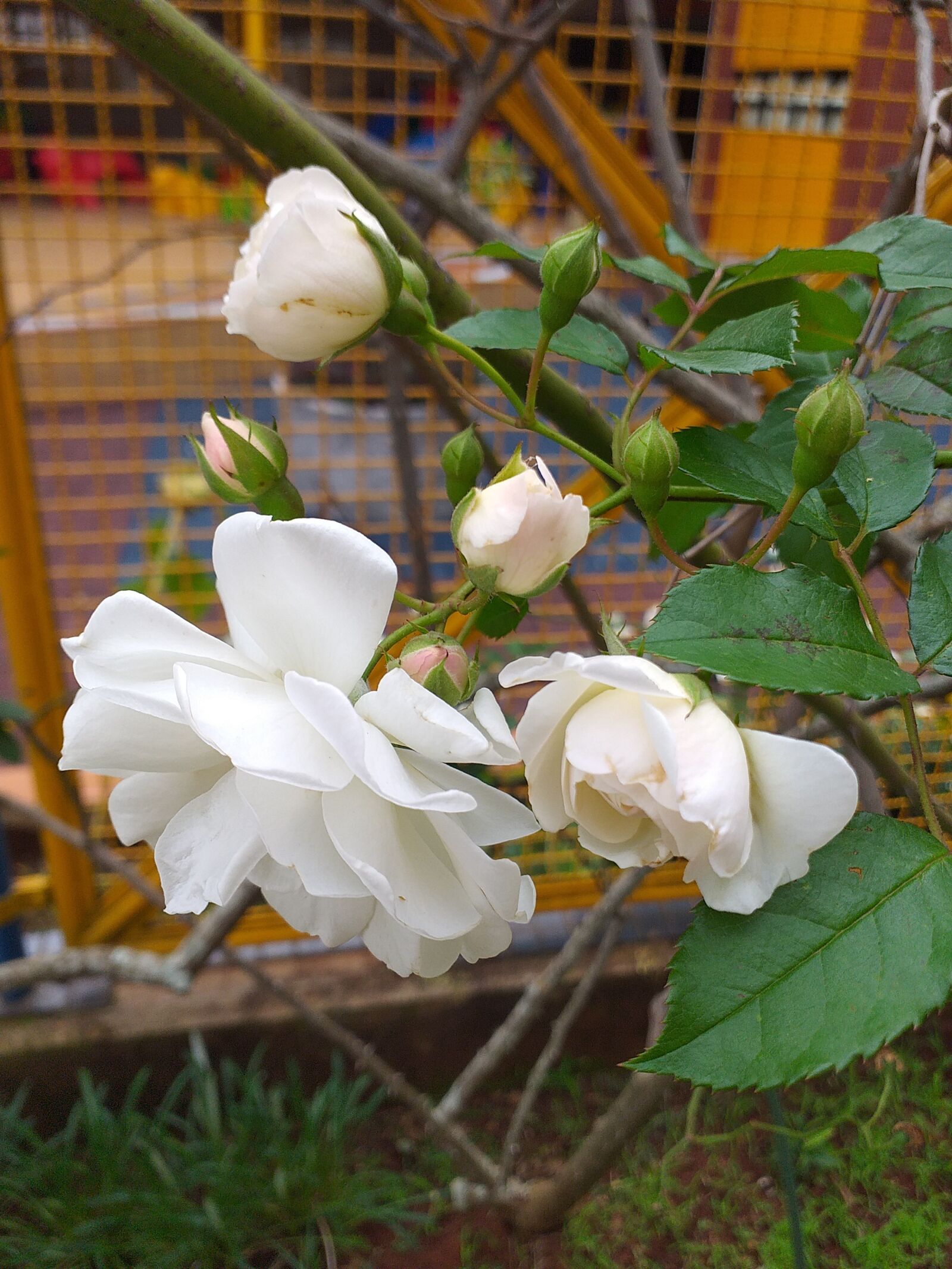 Samsung Galaxy J6+ sample photo. Rosa, flowers, garden photography