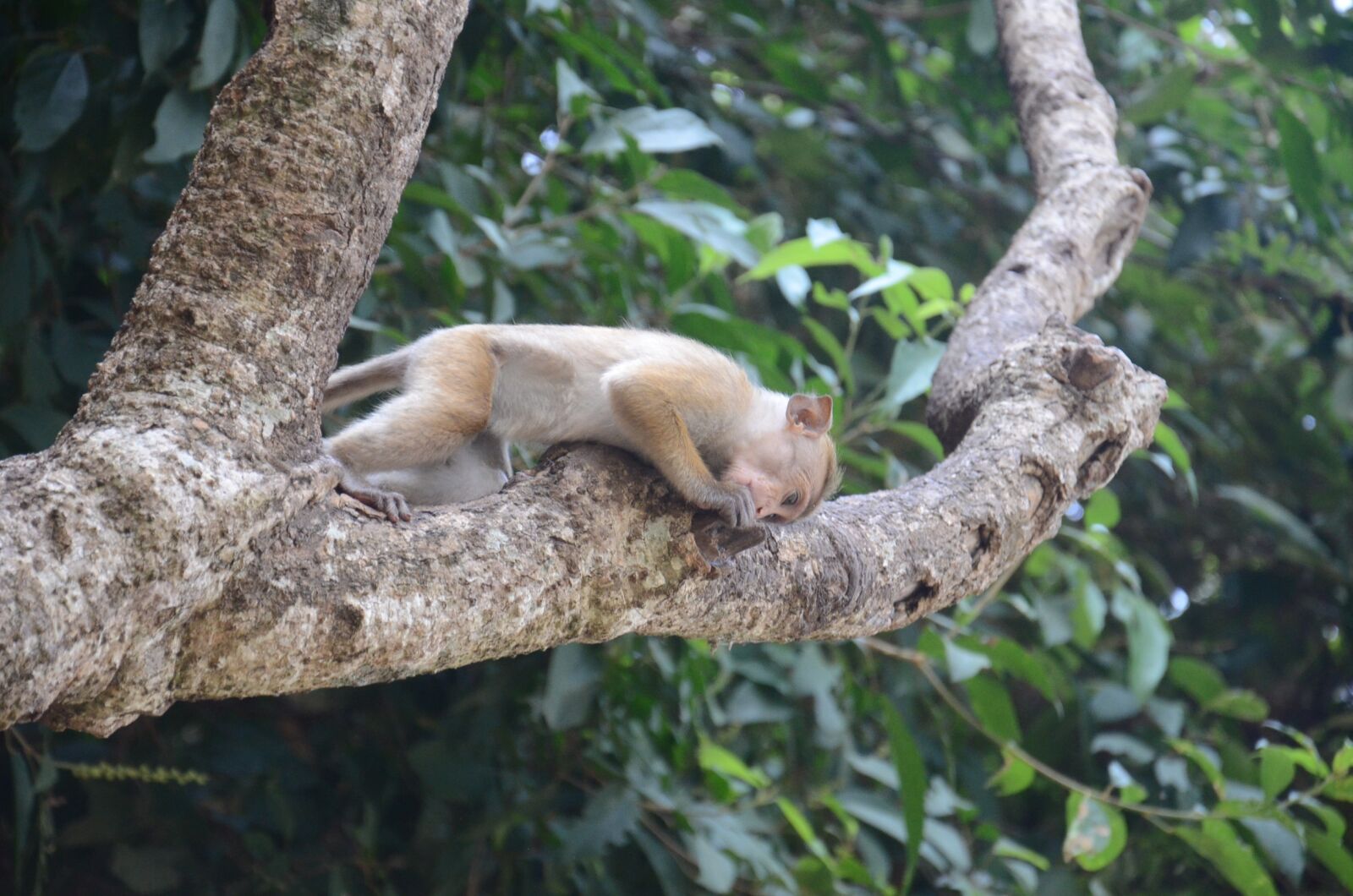 Nikon D7000 sample photo. Monkey, mammal, animal photography