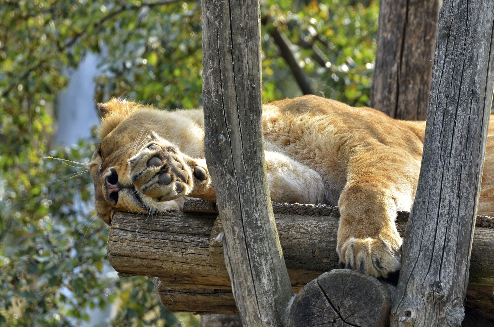Nikon D7000 sample photo. Lion, female, lioness photography