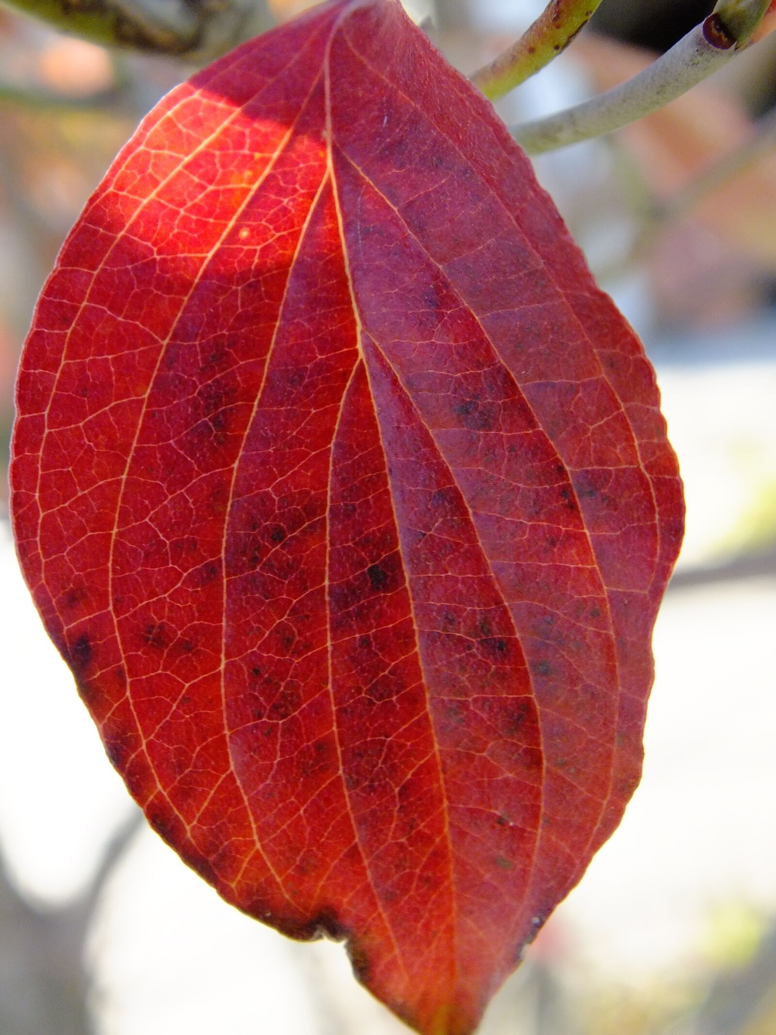 Fujifilm FinePix HS25EXR sample photo. Autumn, leaf, red photography
